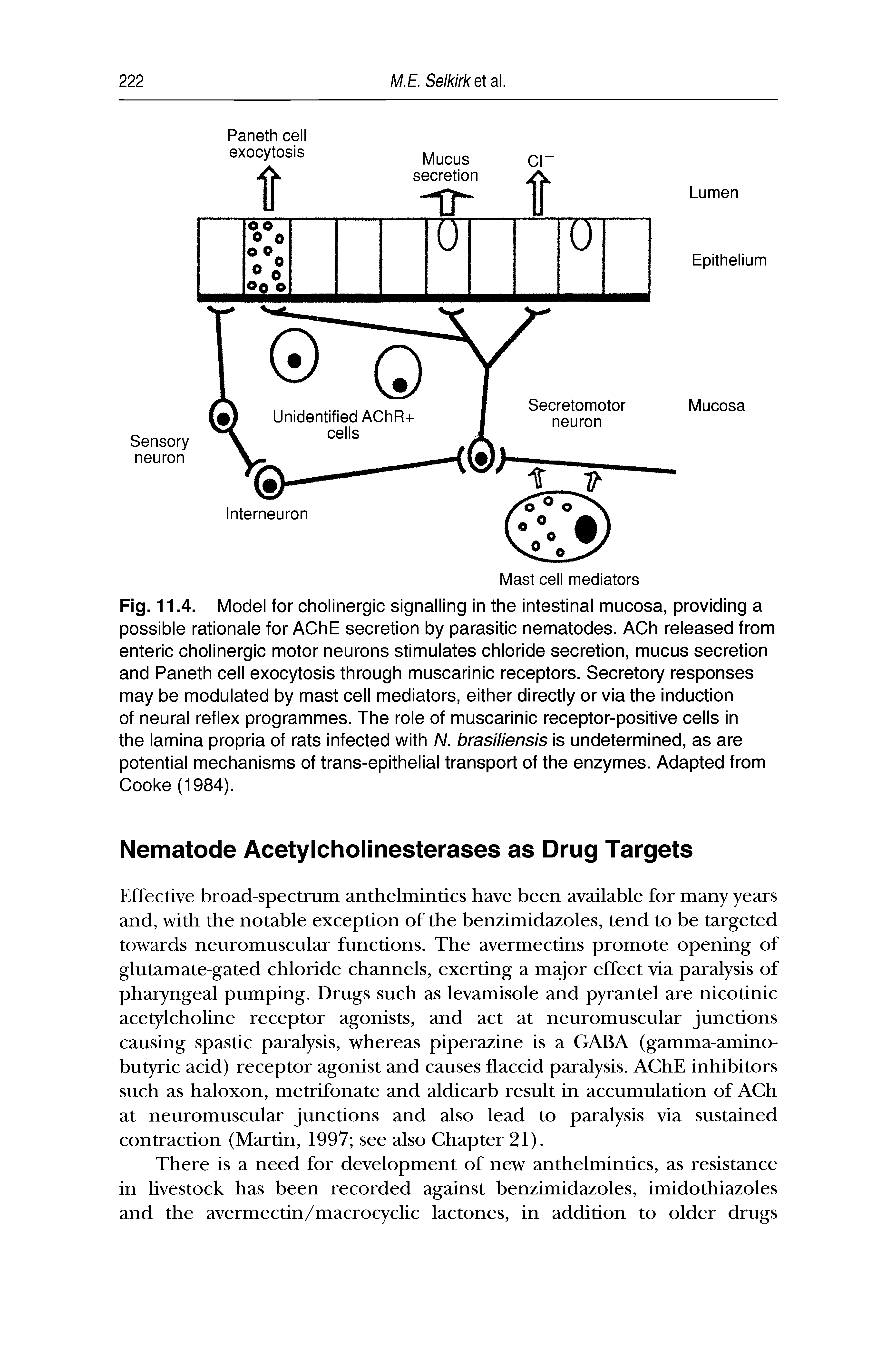 Fig. 11.4. Model for cholinergic signalling in the intestinal mucosa, providing a possible rationale for AChE secretion by parasitic nematodes. ACh released from enteric cholinergic motor neurons stimulates chloride secretion, mucus secretion and Paneth cell exocytosis through muscarinic receptors. Secretory responses may be modulated by mast cell mediators, either directly or via the induction of neural reflex programmes. The role of muscarinic receptor-positive cells in the lamina propria of rats infected with N. brasiliensis is undetermined, as are potential mechanisms of trans-epithelial transport of the enzymes. Adapted from Cooke (1984).