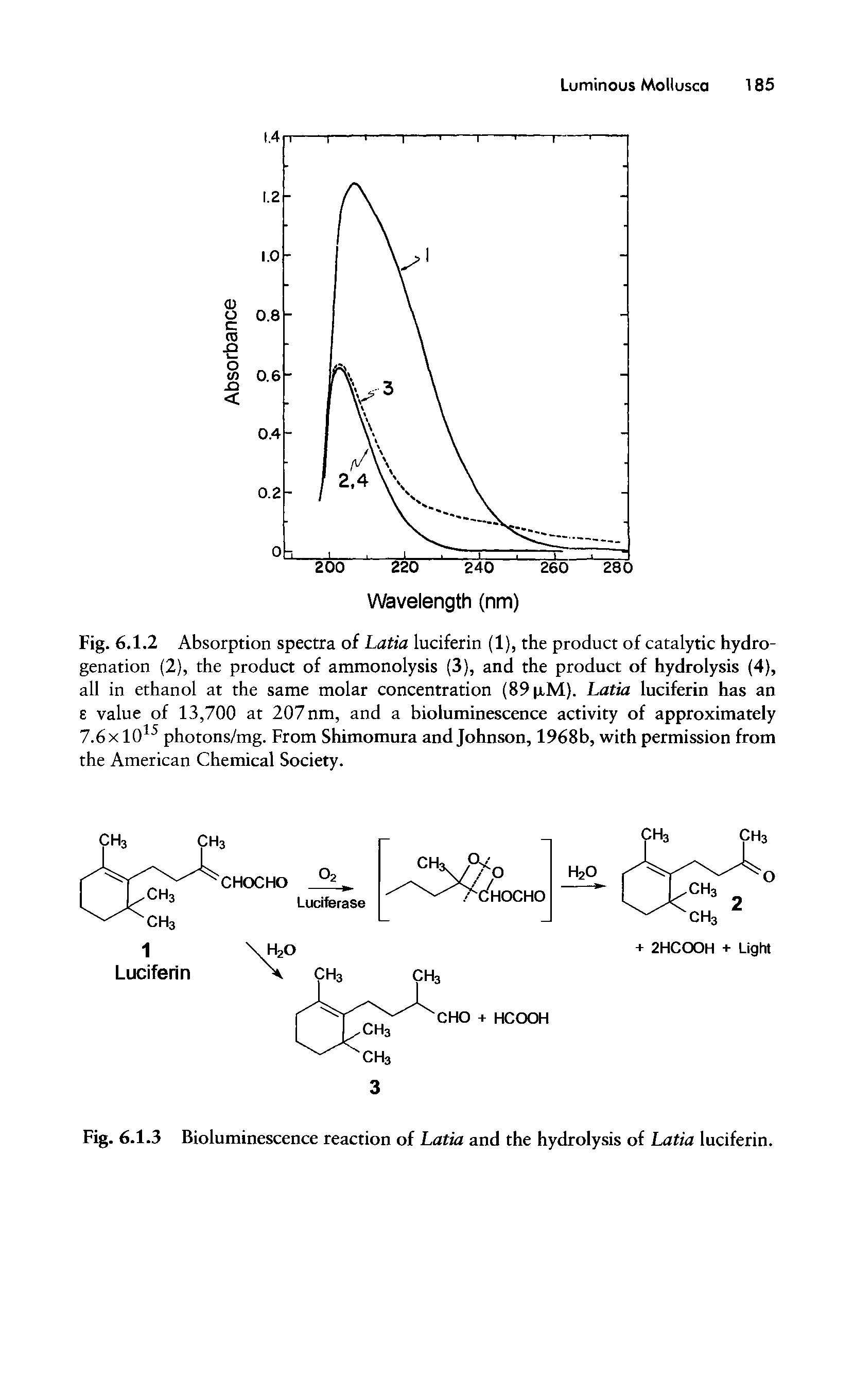 Fig. 6.1.2 Absorption spectra of Latia luciferin (1), the product of catalytic hydrogenation (2), the product of ammonolysis (3), and the product of hydrolysis (4), all in ethanol at the same molar concentration (89 pM). Latia luciferin has an e value of 13,700 at 207nm, and a bioluminescence activity of approximately 7.6x 1015 photons/mg. From Shimomura and Johnson, 1968b, with permission from the American Chemical Society.
