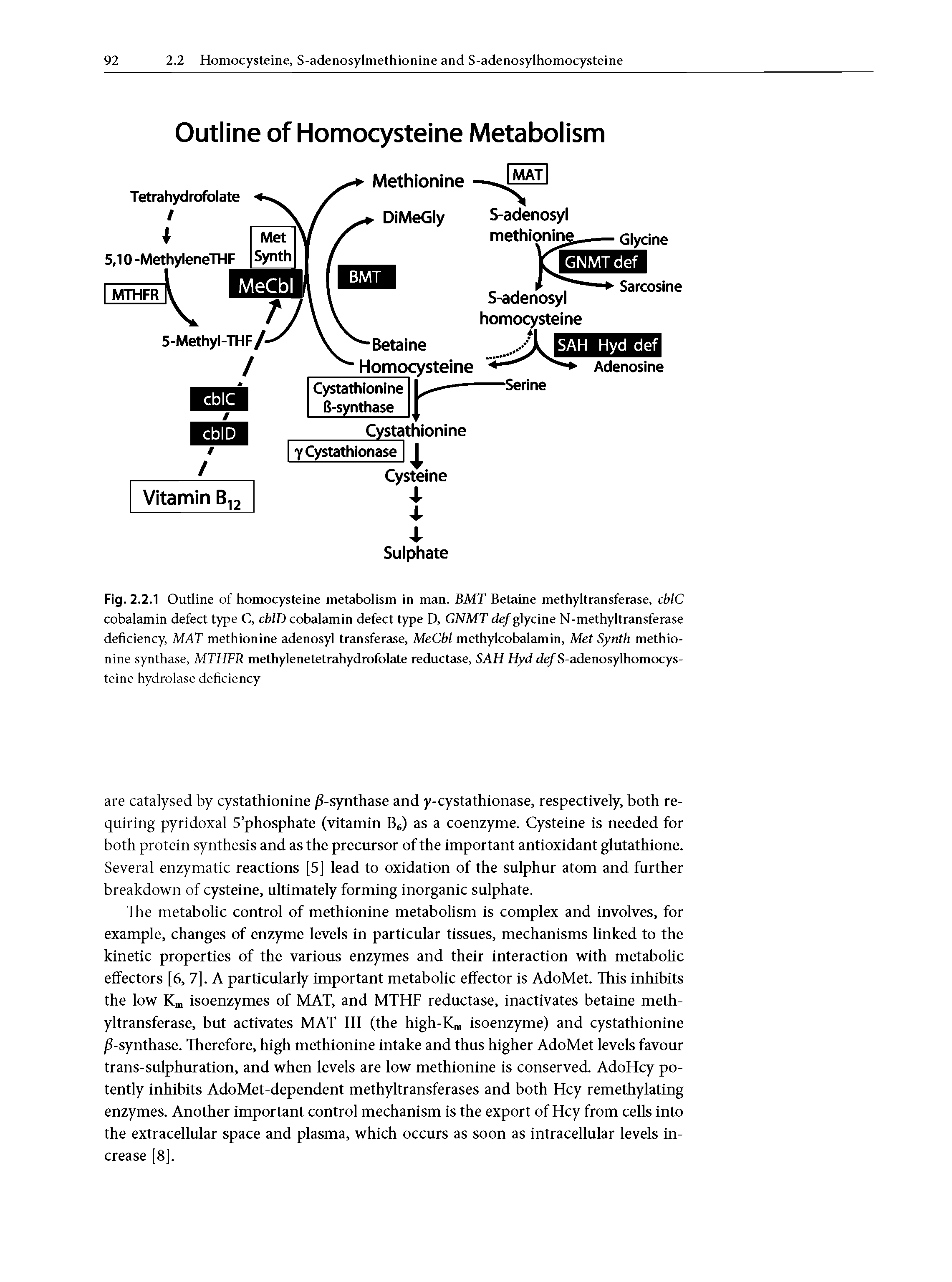 Fig. 2.2.1 Outline of homocysteine metabolism in man. BMT Betaine methyltransferase, cblC cobalamin defect type C, cblD cobalamin defect type D, GNMT def glycine N-methyltransferase deficiency, MAT methionine adenosyl transferase, MeCbl methylcobalamin, Met Synth methionine synthase, MTHFR methylenetetrahydrofolate reductase, SAH Hyd dc/S-adenosylhomocys-...