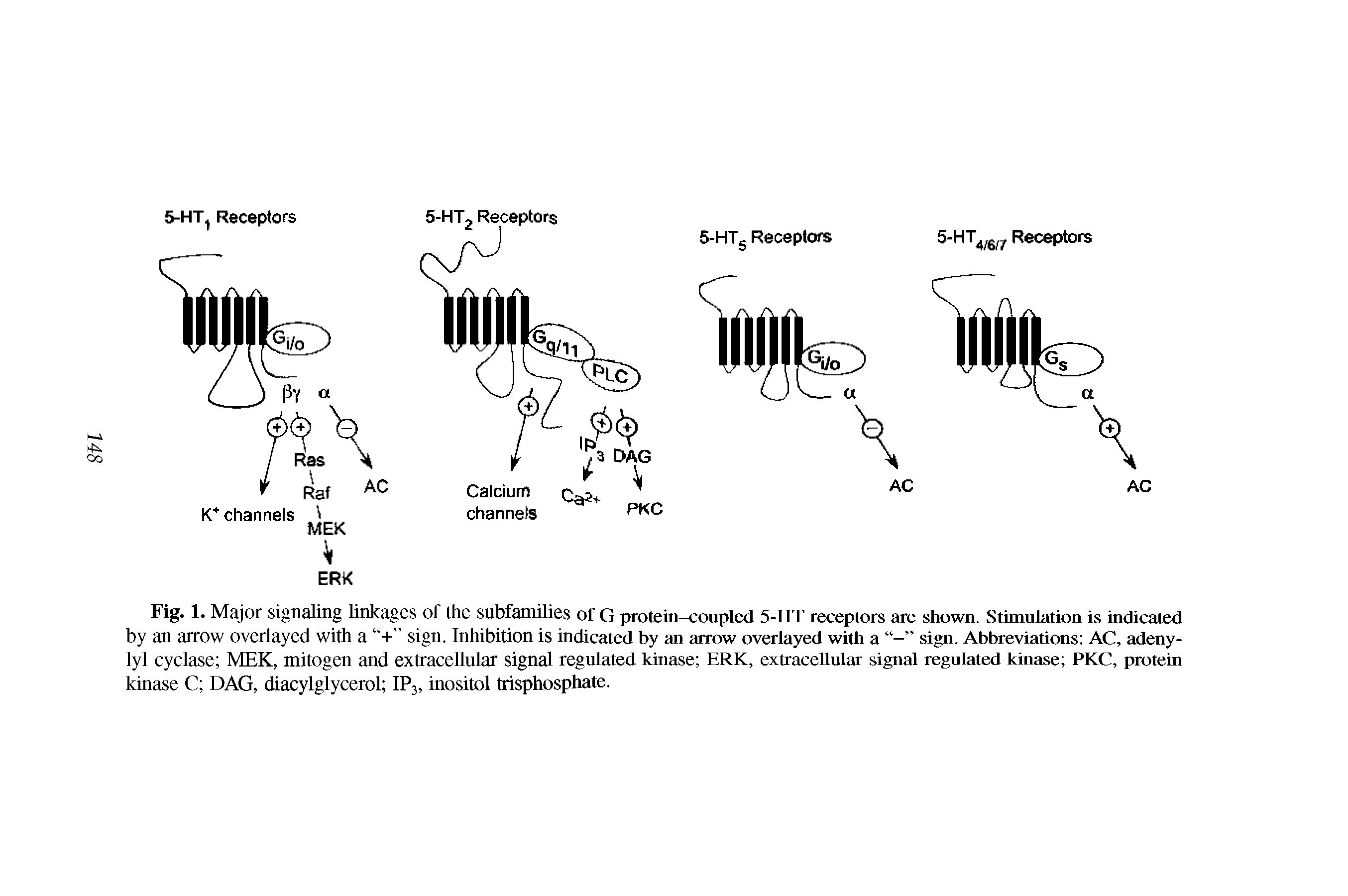 Fig. 1. Major signaling linkages of the subfamilies of G protein-coupled 5-HT receptors are shown. Stimulation is indicated by an arrow overlayed with a + sign. Inhibition is indicated by an arrow overlayed with a sign. Abbreviations AC, adeny-lyl cyclase MEK, mitogen and extracellular signal regulated kinase ERK, extracellular signal regulated kinase PKC, protein kinase C DAG, diacylglycerol IP3, inositol trisphosphate.