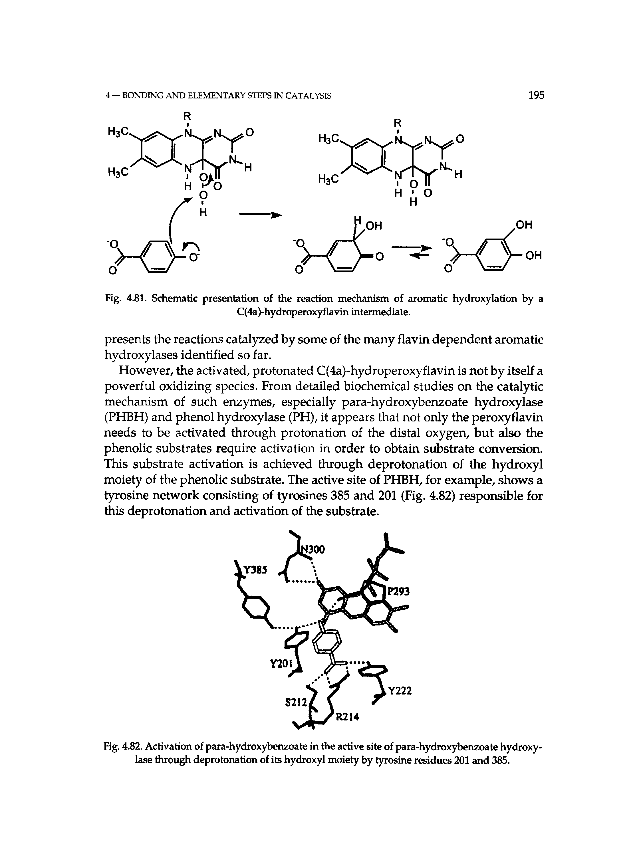 Fig. 4.82. Activation of para-hydroxybenzoate in the active site of para-hydroxybenzoate hydroxylase through deprotonation of its hydroxyl moiety by tyrosine residues 201 and 385.