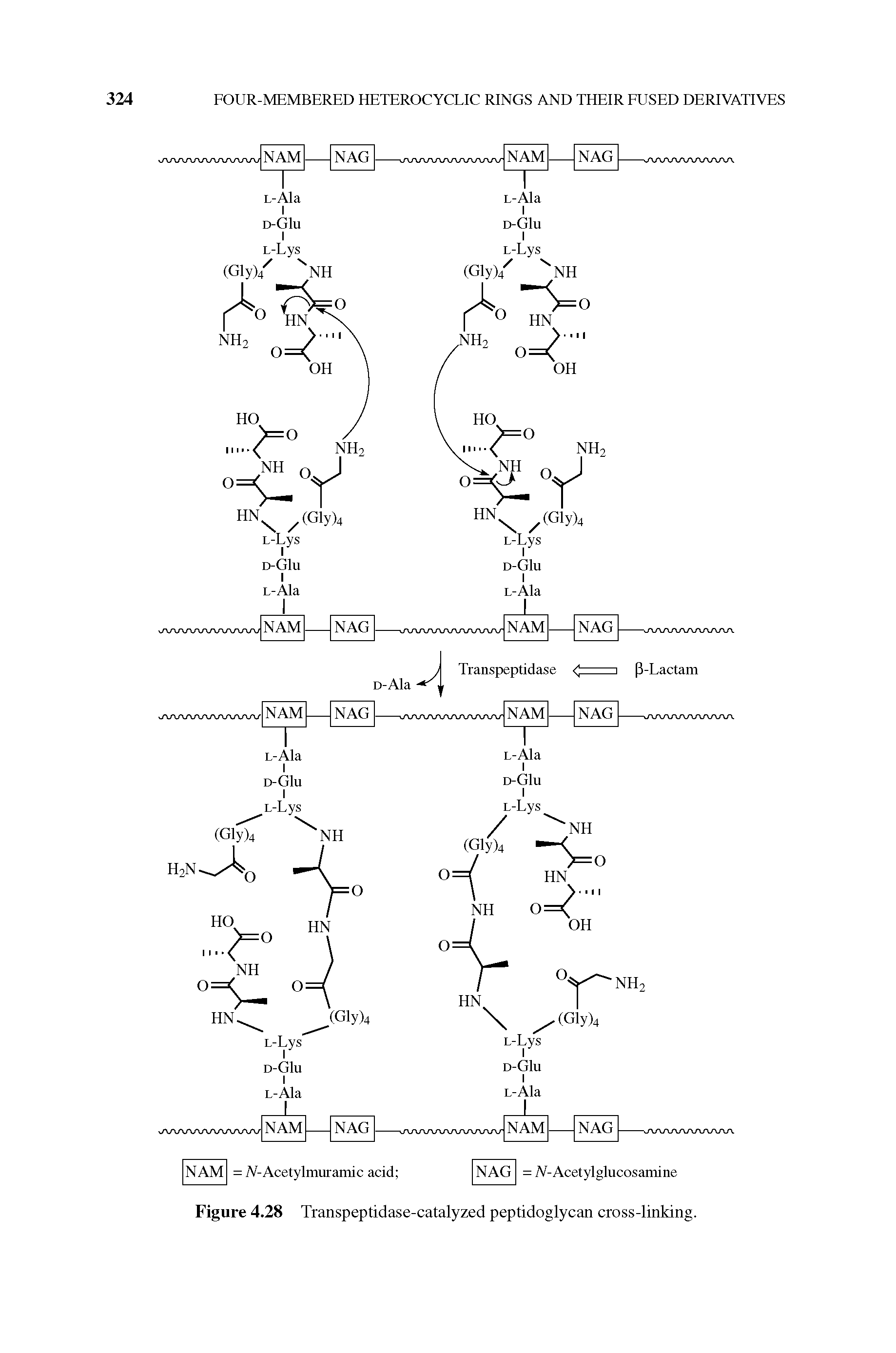 Figure 4.28 Transpeptidase-catalyzed peptidoglycan cross-linking.