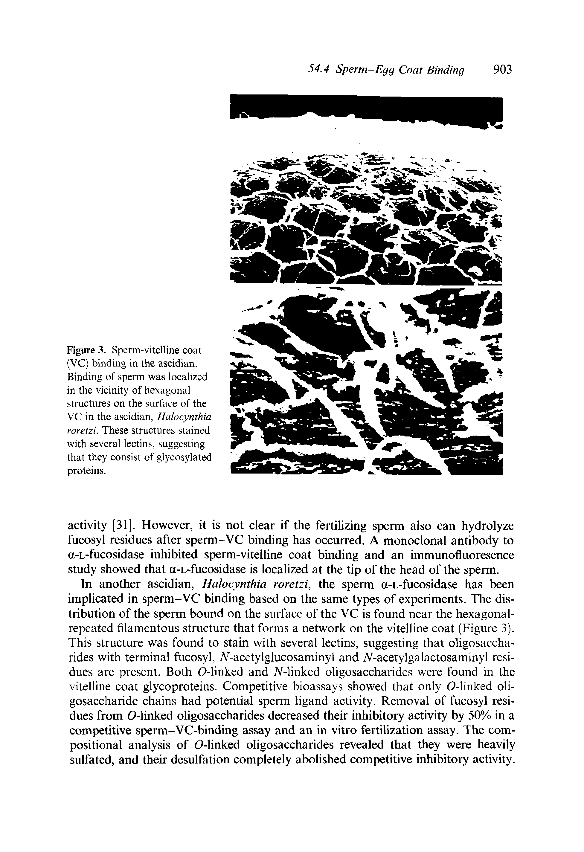 Figure 3. Sperm-vitelline coat (VC) binding in the ascidian. Binding of sperm was localized in the vicinity of hexagonal structures on the surface of the VC in the ascidian, Halocynthia roretzi. These structures stained with several lectins, suggesting that they consist of glycosylated proteins.