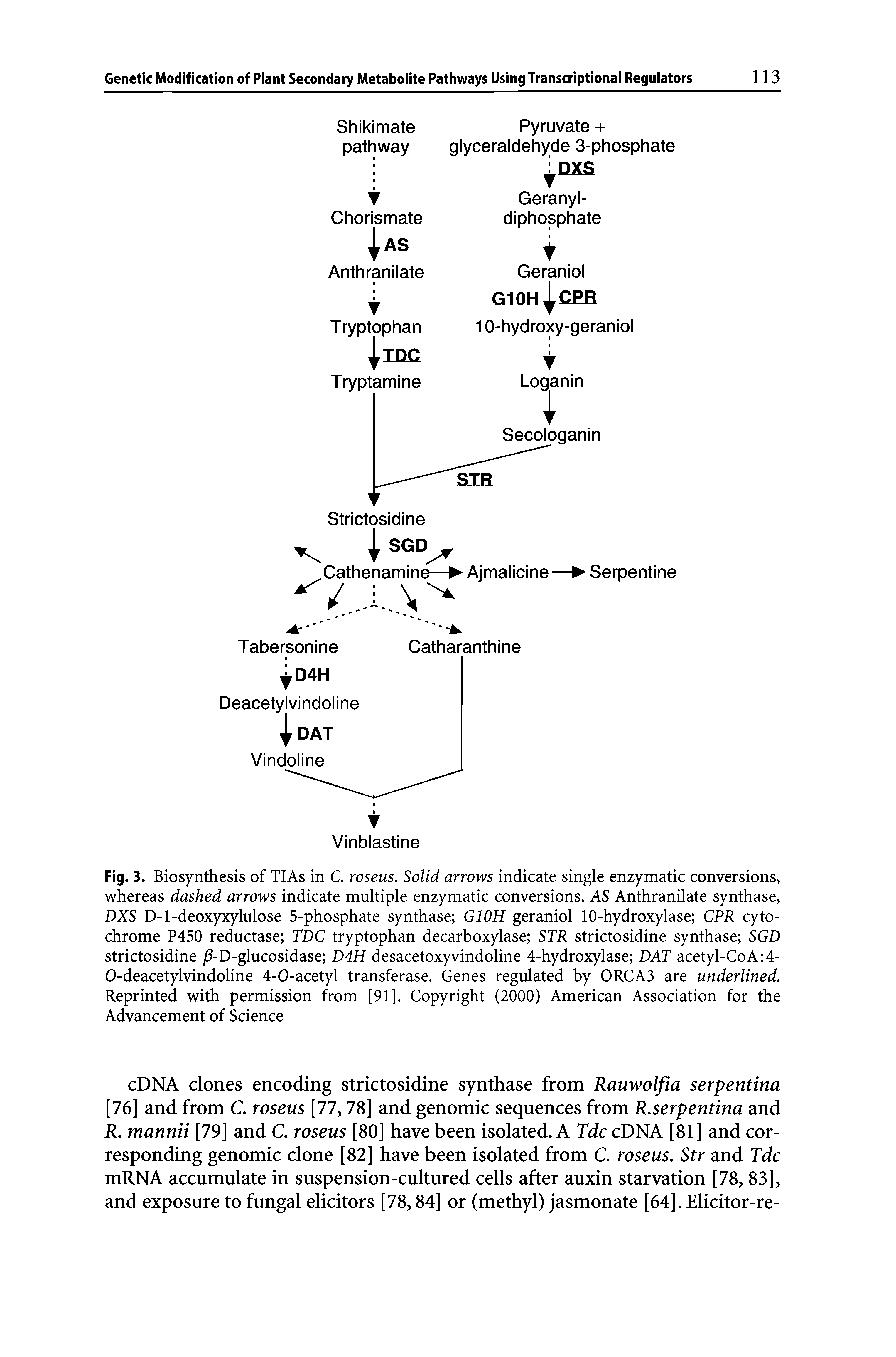 Fig. 3. Biosynthesis of TIAs in C. roseus. Solid arrows indicate single enzymatic conversions, whereas dashed arrows indicate multiple enzymatic conversions. AS Anthranilate synthase, DXS D-l-deoxyxylulose 5-phosphate synthase G10H geraniol 10-hydroxylase CPR cytochrome P450 reductase TDC tryptophan decarboxylase STR strictosidine synthase SGD strictosidine /1-D-glucosidase D4H desacetoxyvindoline 4-hydroxylase DAT acetyl-CoA 4-O-deacetylvindoline 4-O-acetyl transferase. Genes regulated by ORCA3 are underlined. Reprinted with permission from [91]. Copyright (2000) American Association for the Advancement of Science...