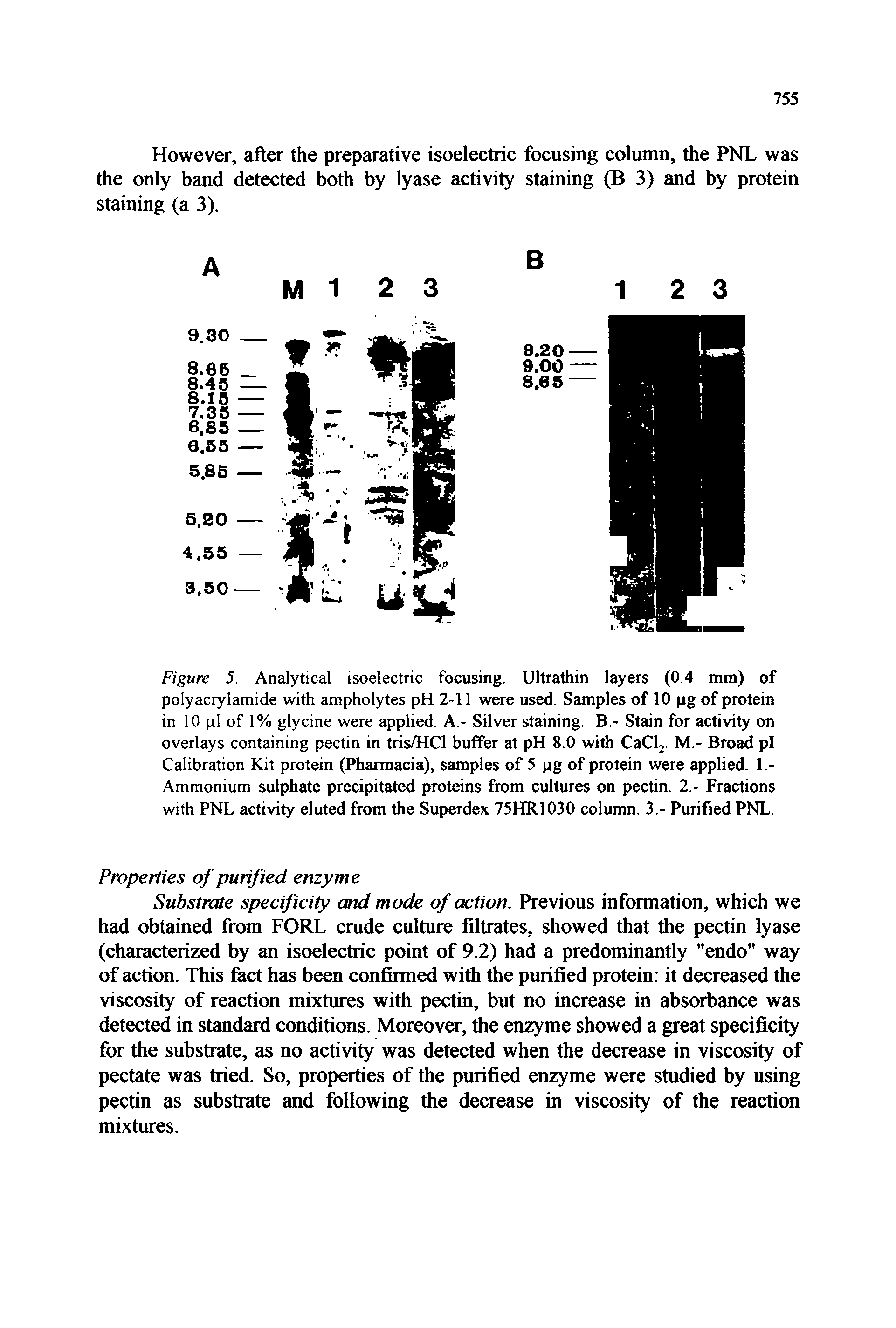 Figure 5. Analytical isoelectric focusing. Ultrathin layers (0.4 nun) of polyacrylamide with ampholytes pH 2-11 were used. Samples of 10 pg of protein in 10 pi of 1 % glycine were applied. A.- Silver staining. B.- Stain for activity on overlays containing pectin in tris/HCl buffer at pH 8.0 with CaClj M.- Broad pi Calibration Kit protein (Pharmacia), samples of 5 pg of protein were applied. 1.-Ammonium sulphate precipitated proteins from cultures on pectin. 2.- Fractions with PNL activity eluted from the Superdex 75HR1030 column. 3.- Purified PNL.