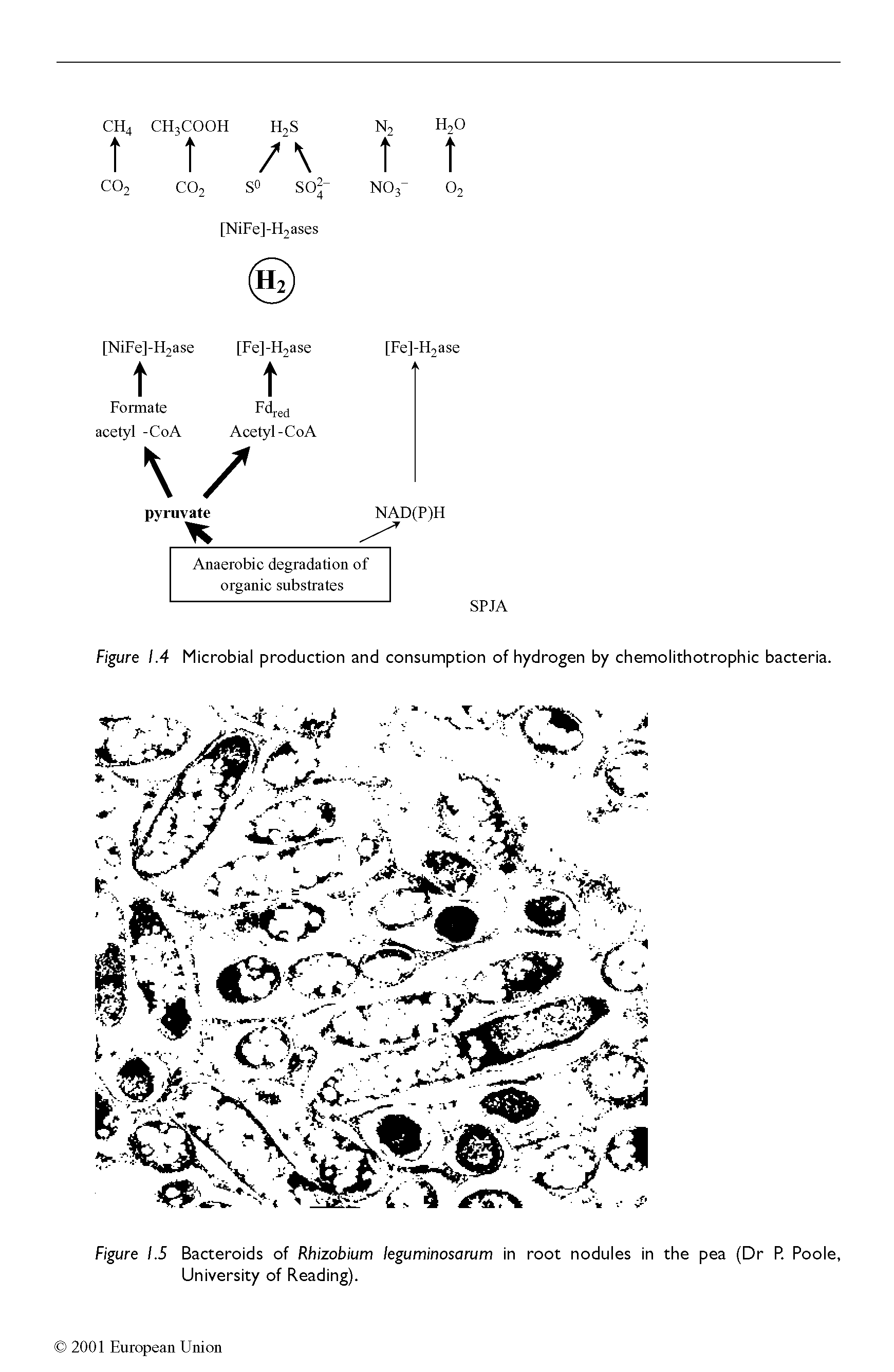 Figure 1.5 Bacteroids of Rhizobium leguminosarum in root nodules in the pea (Dr P. Poole, University of Reading).
