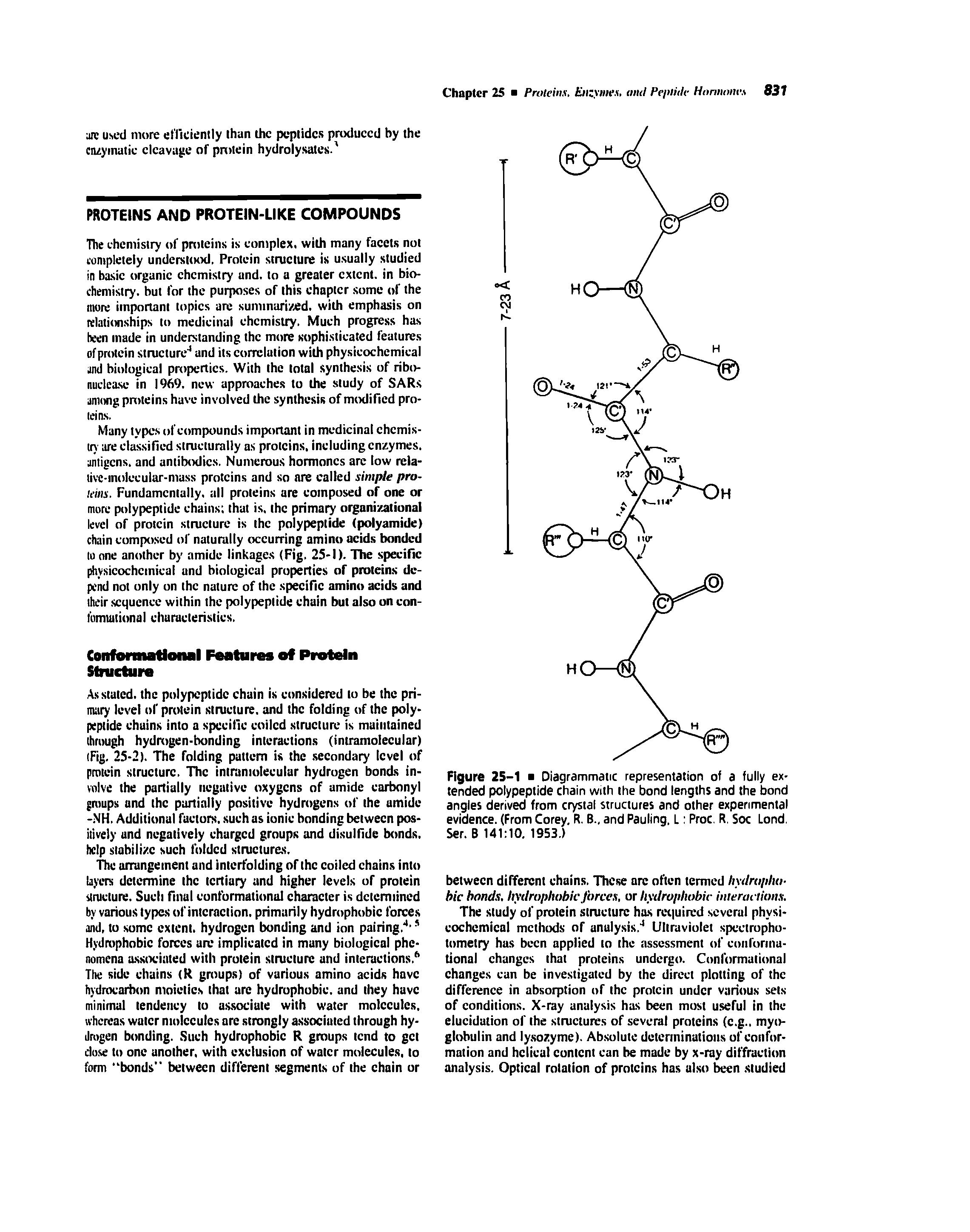 Figure 25-1 Diagrammatic representation of a fully extended polypeptide chain with the bond lengths and the bond angles derived from crystal structures and other experimental evidence. (From Corey, R. B., and Pauling, L Proc, R. Soc Lond. Ser. B 141 10. 1953.)...