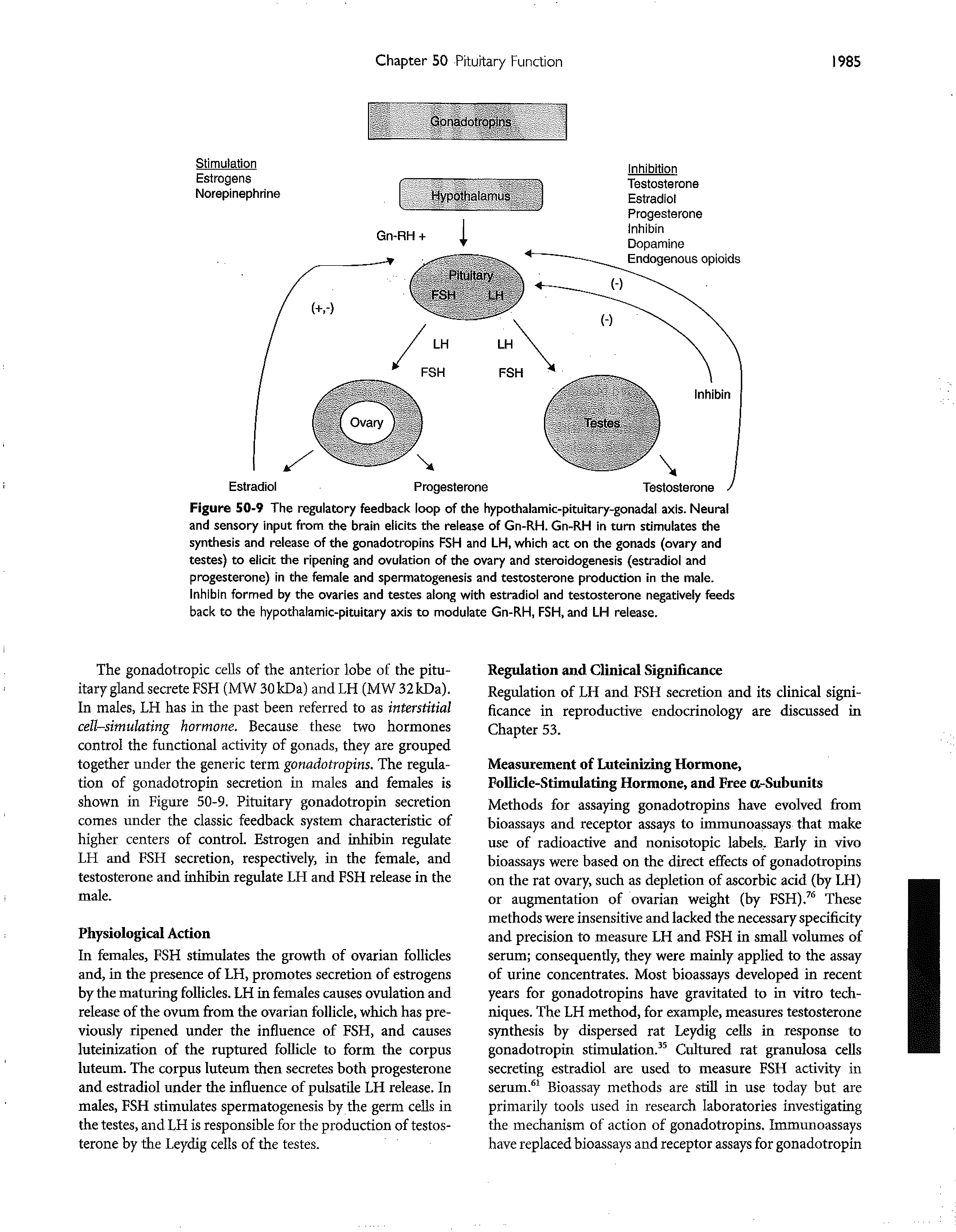 Figure 50-9 The regulatory feedback loop of the hypothalamic-pituitary-gonadal axis. Neural and sensory input from the brain elicits the release of Gn-RH. Gn-RH in turn stimulates the synthesis and release of the gonadotropins FSH and LH, which act on the gonads (ovary and testes) to elicit the ripening and ovulation of the ovary and steroidogenesis (estradiol and progesterone) in the female and spermatogenesis and testosterone production in the male. Inhibin formed by the ovaries and testes along with estradiol and testosterone negatively feeds back to the hypothalamic-pituitary axis to modulate Gn-RH, FSH, and LH release.