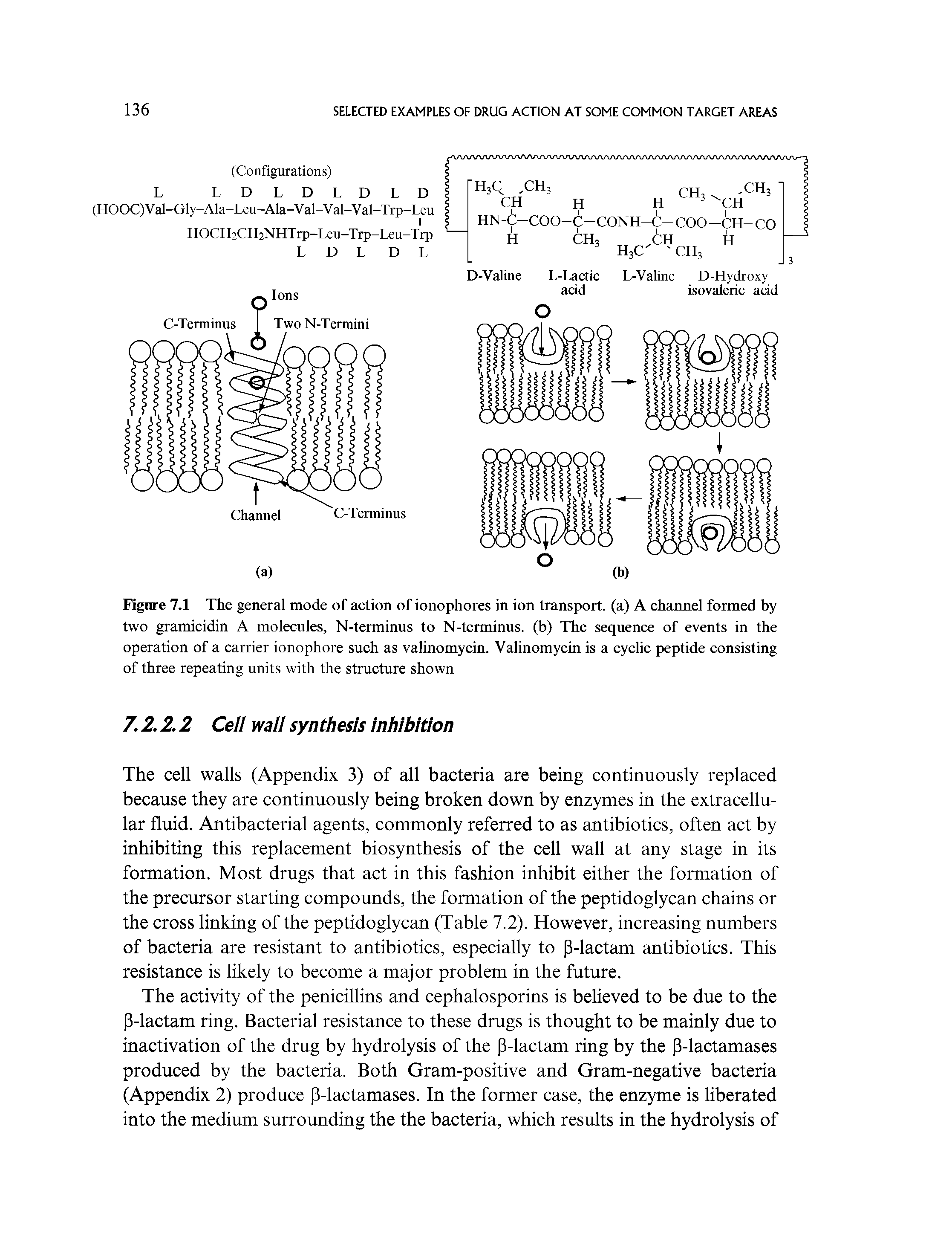 Figure 7.1 The general mode of action of ionophores in ion transport, (a) A channel formed by two gramicidin A molecules, N-terminus to N-terminus. (b) The sequence of events in the operation of a carrier ionophore such as valinomycin. Valinomycin is a cyclic peptide consisting of three repeating units with the structure shown...