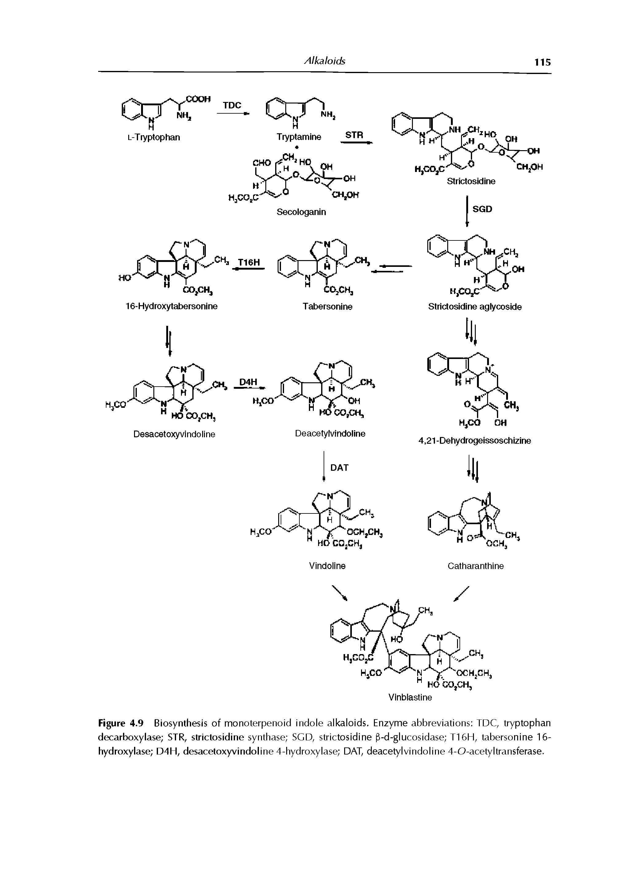 Figure 4.9 Biosynthesis of monoterpenoid indole alkaloids. Enzyme abbreviations TDC, tryptophan decarboxylase STR, strictosidine synthase SGD, strictosidine f-d-glucosidase T16H, tabersonine 16-hydroxylase D4H, desacetoxyvindoline 4-hydroxylase DAT, deacetylvindoline 4-O-acetyltransferase.