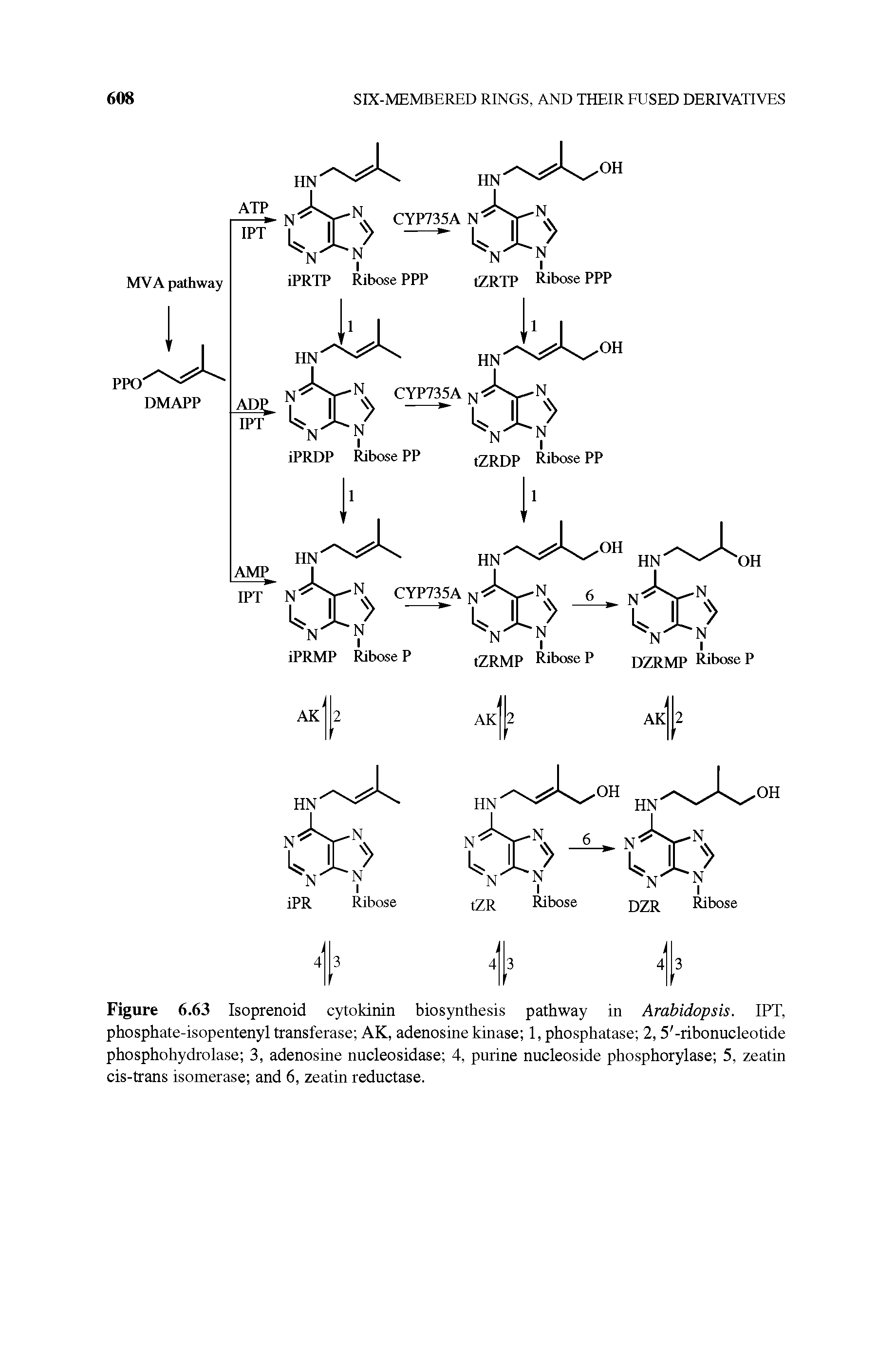 Figure 6.63 Isoprenoid cytokinin biosynthesis pathway in Arabidopsis. IPT, phosphate-isopentenyl transferase AK, adenosine kinase 1, phosphatase 2,5 -ribonucleotide phosphohydrolase 3, adenosine nucleosidase 4, purine nucleoside phosphorylase 5, zeatin cis-trans isomerase and 6, zeatin reductase.
