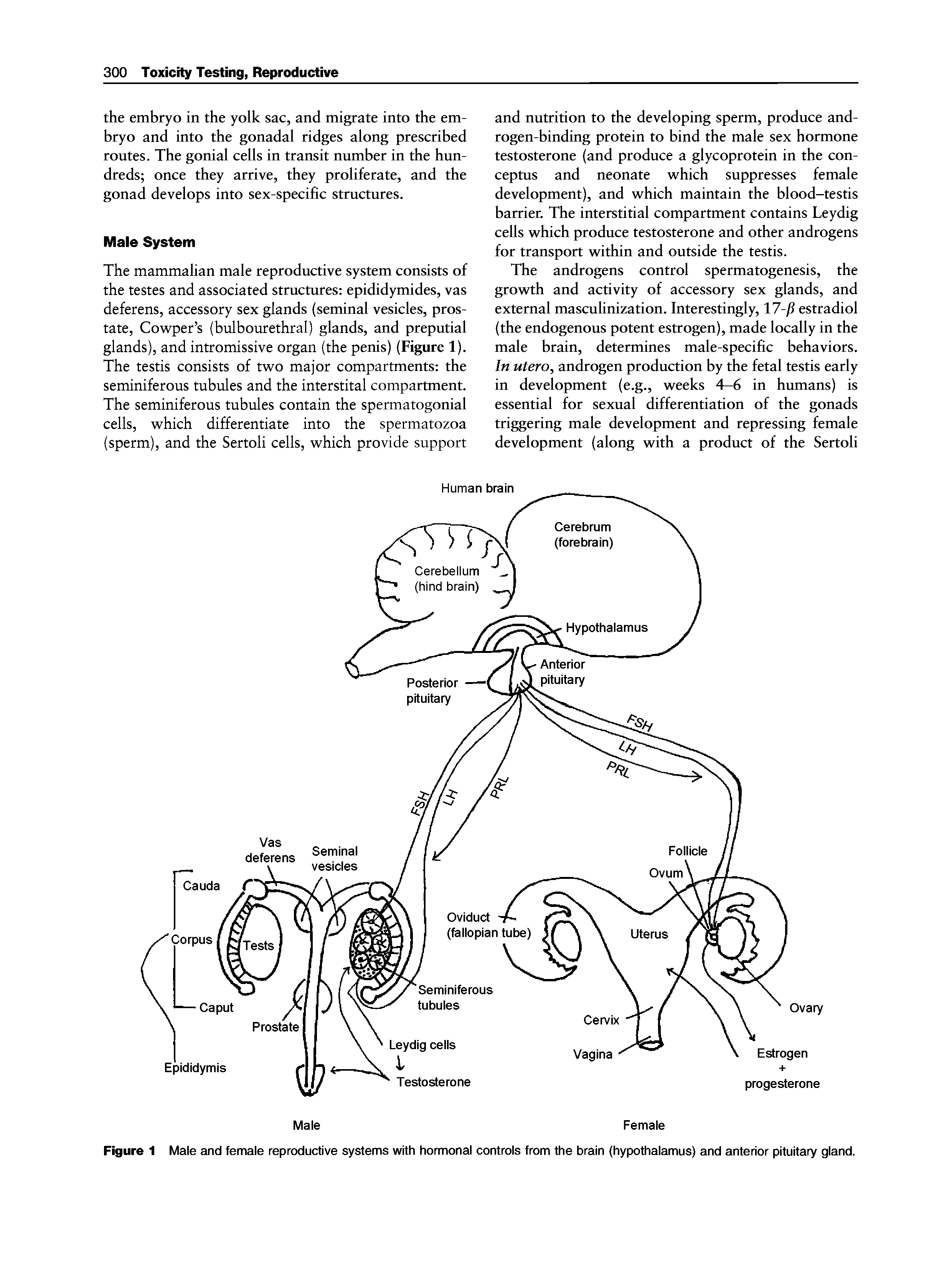 Figure 1 Male and female reproductive systems with hormonal controls from the brain (hypothalamus) and anterior pituitary gland.