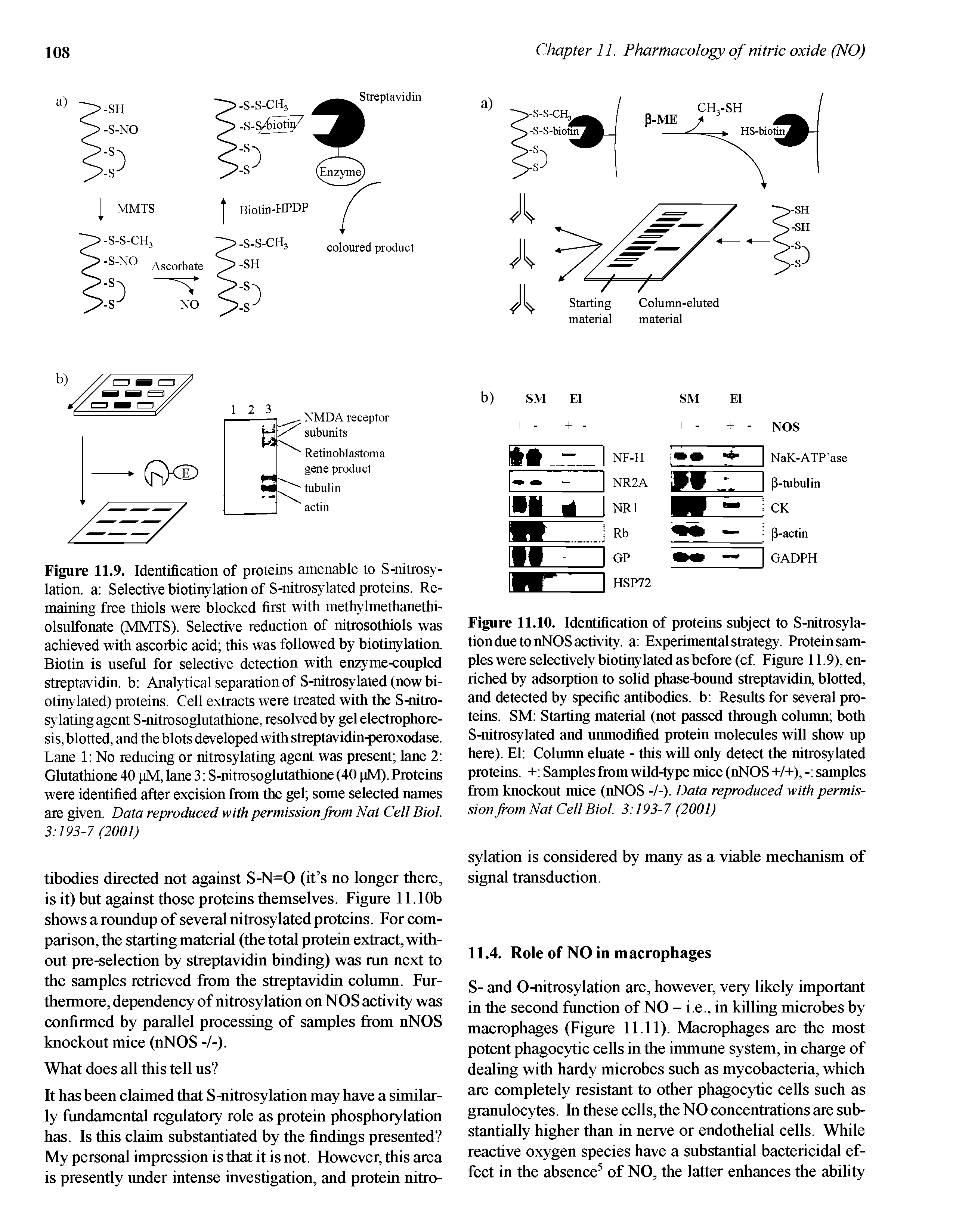 Figure 11.10. Identification of proteins subject to S-nitrosyla-tion due to nNOS activity, a Experimental strategy. Protein samples were selectively biotinylated as before (cf Figure 11.9), enriched by adsorption to solid phase-bound streptavidin, blotted, and detected by specific antibodies, b Results for several proteins. SM Starting material (not passed through colunm both S-nitrosylated and unmodified protein molecules will show up here). El Colunm eluate - this will only detect the nitrosylated proteins, -i- Samples from wild-type mice (nNOS -I-/-I-), - samples from knockout mice (nNOS -/-). Data reproduced with permission from Nat Cell Biol. 3 193-7 (2001)...