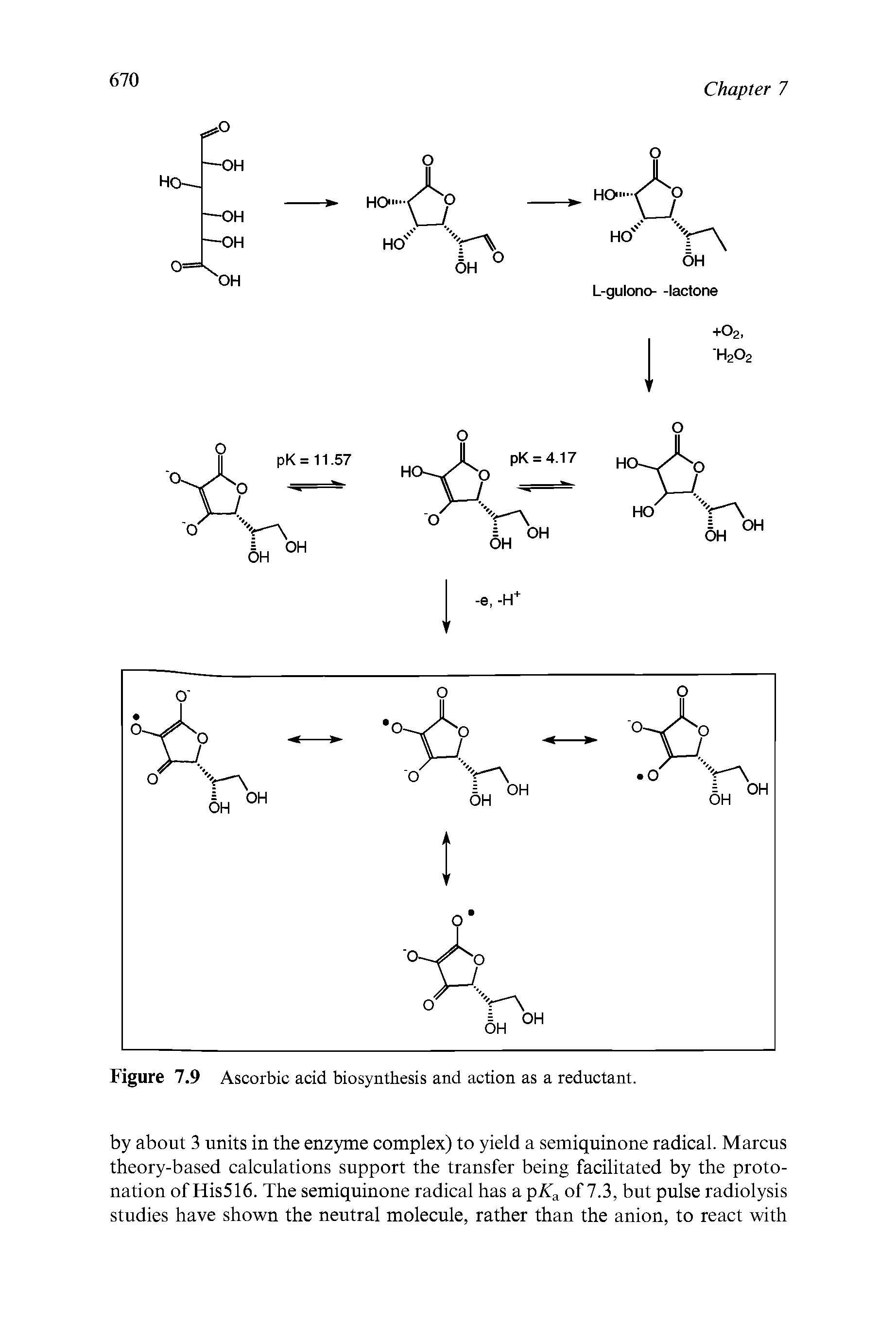 Figure 7.9 Ascorbic acid biosynthesis and action as a reductant.