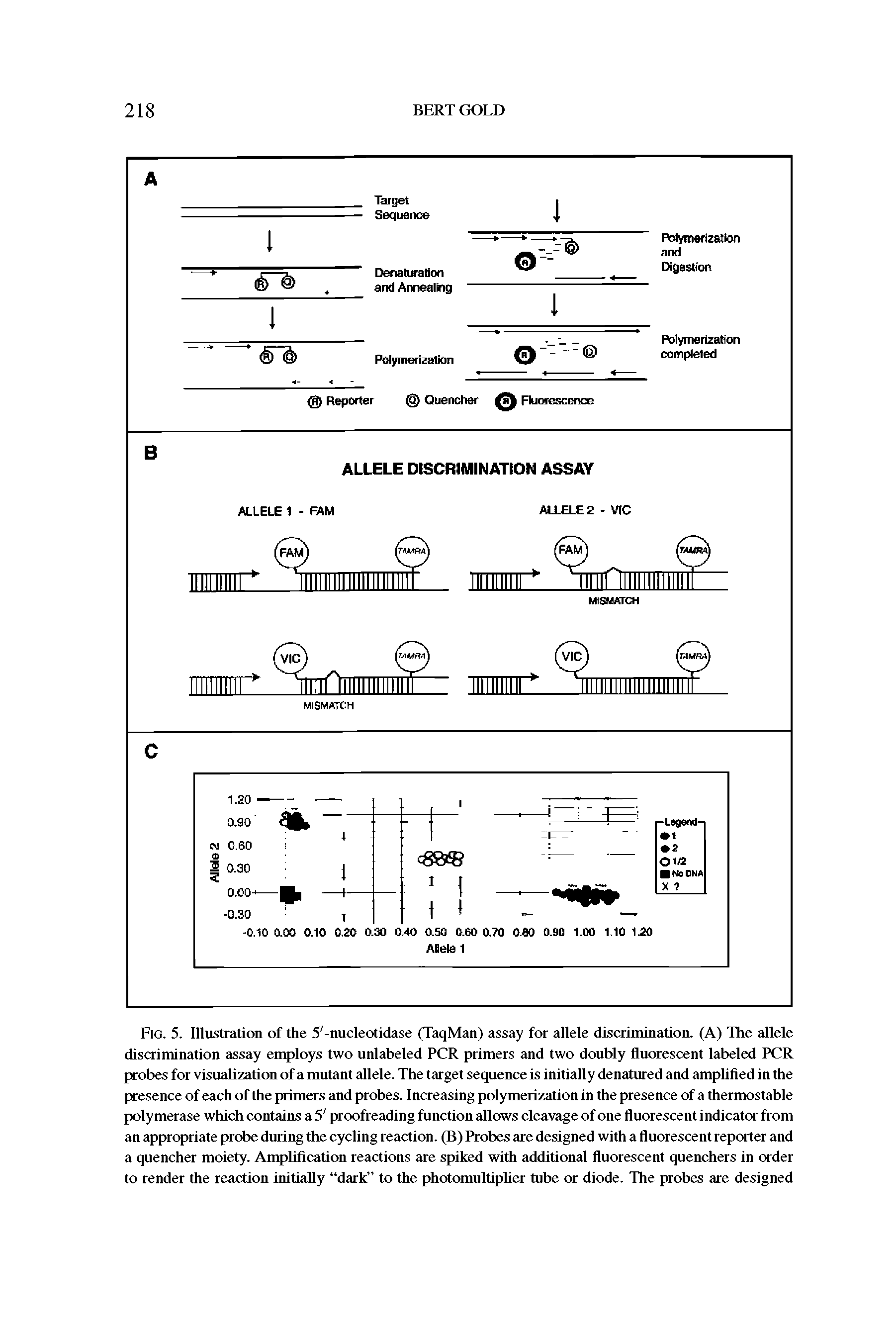 Fig. 5. Illustration of the 5 -nucleotidase (TaqMan) assay for allele discrimination. (A) The allele discrimination assay employs two unlabeled PCR primers and two doubly fluorescent labeled PCR probes for visuaUzation of a mutant allele. The target sequence is initially denatured and amplified in the presence of each of the primers and probes. Increasing polymerization in the presence of a thermostable polymerase which contains a 5 proofreading function allows cleavage of one fluorescent indicator from an appropriate probe during the cycling reaction. (B) Probes are designed with a fluorescent reporter and a quencher moiety. AmpUfication reactions are spiked with additional fluorescent quenchers in order to render the reaction initially dark to the photomultipUer mbe or diode. The probes are designed...