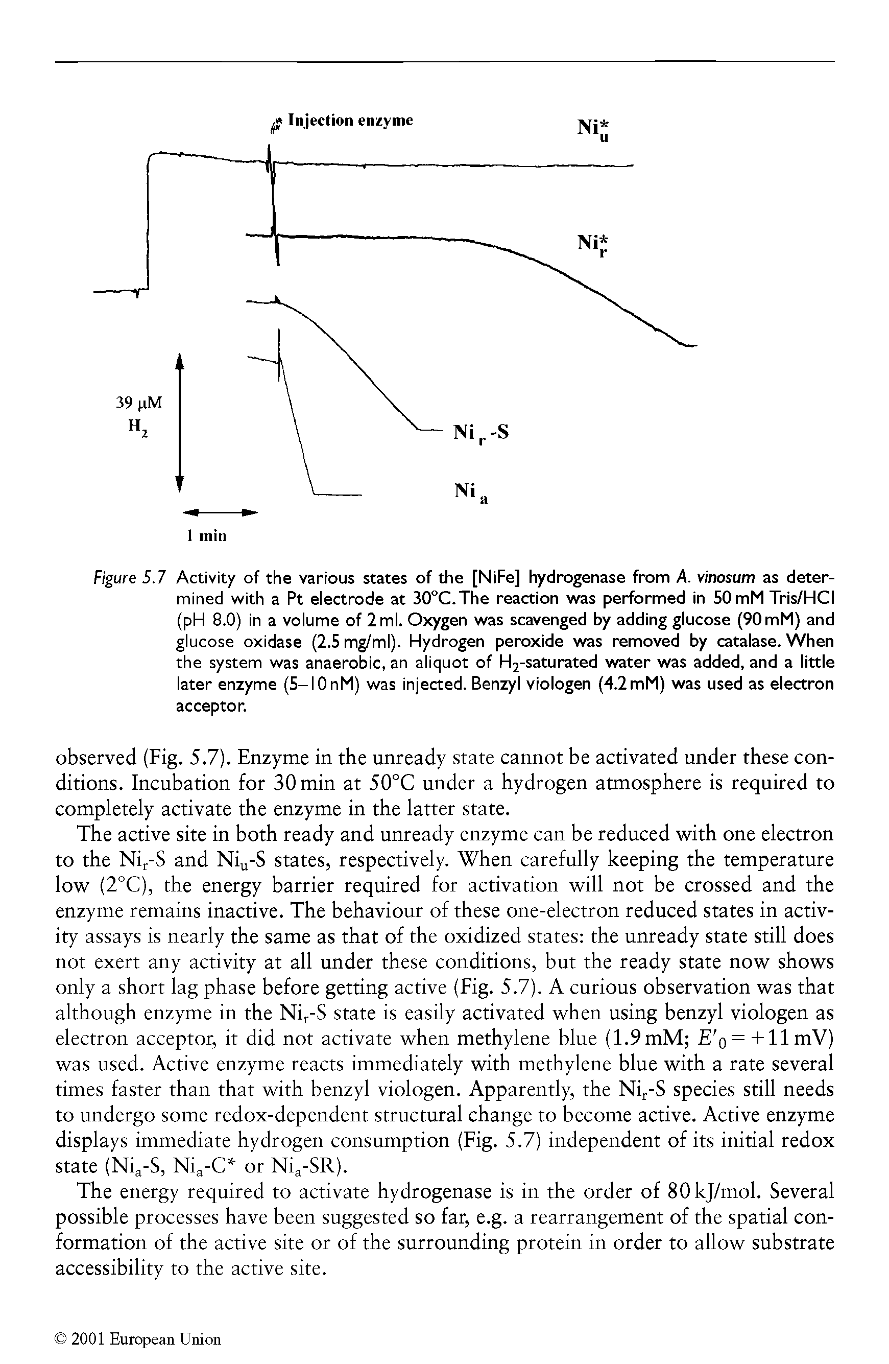 Figure SJ Activity of the various states of the [NiFe] hydrogenase from A. vinosum as determined with a Pt electrode at 30°C.The reaction was performed in SOmM Tris/HCI (pH 8.0) in a volume of 2 ml. Oxygen was scavenged by adding glucose (90 mM) and glucose oxidase (2.5 mg/ml). Hydrogen peroxide was removed by catalase. When the system was anaerobic, an aliquot of H2-saturated water was added, and a little later enzyme (S-IOnM) was injected. Benzyl viologen (4.2mM) was used as electron acceptor.