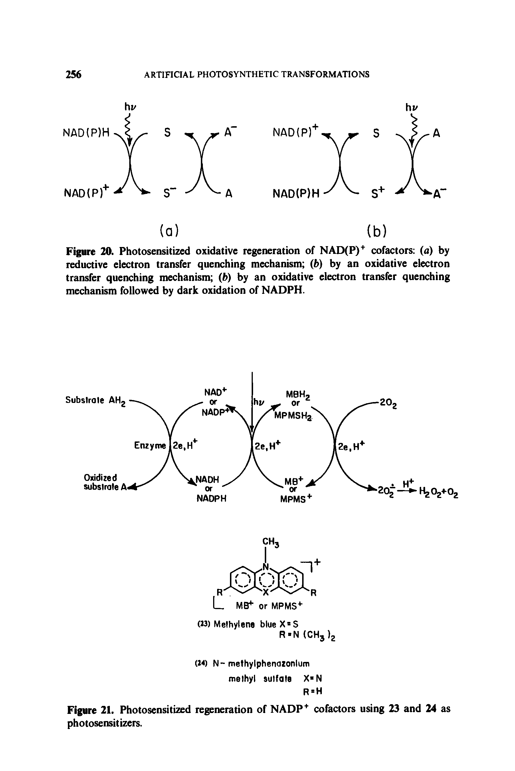 Figure 21. Photosensitized regeneration of NADP cofactors using 23 and 24 as photosensitizers.