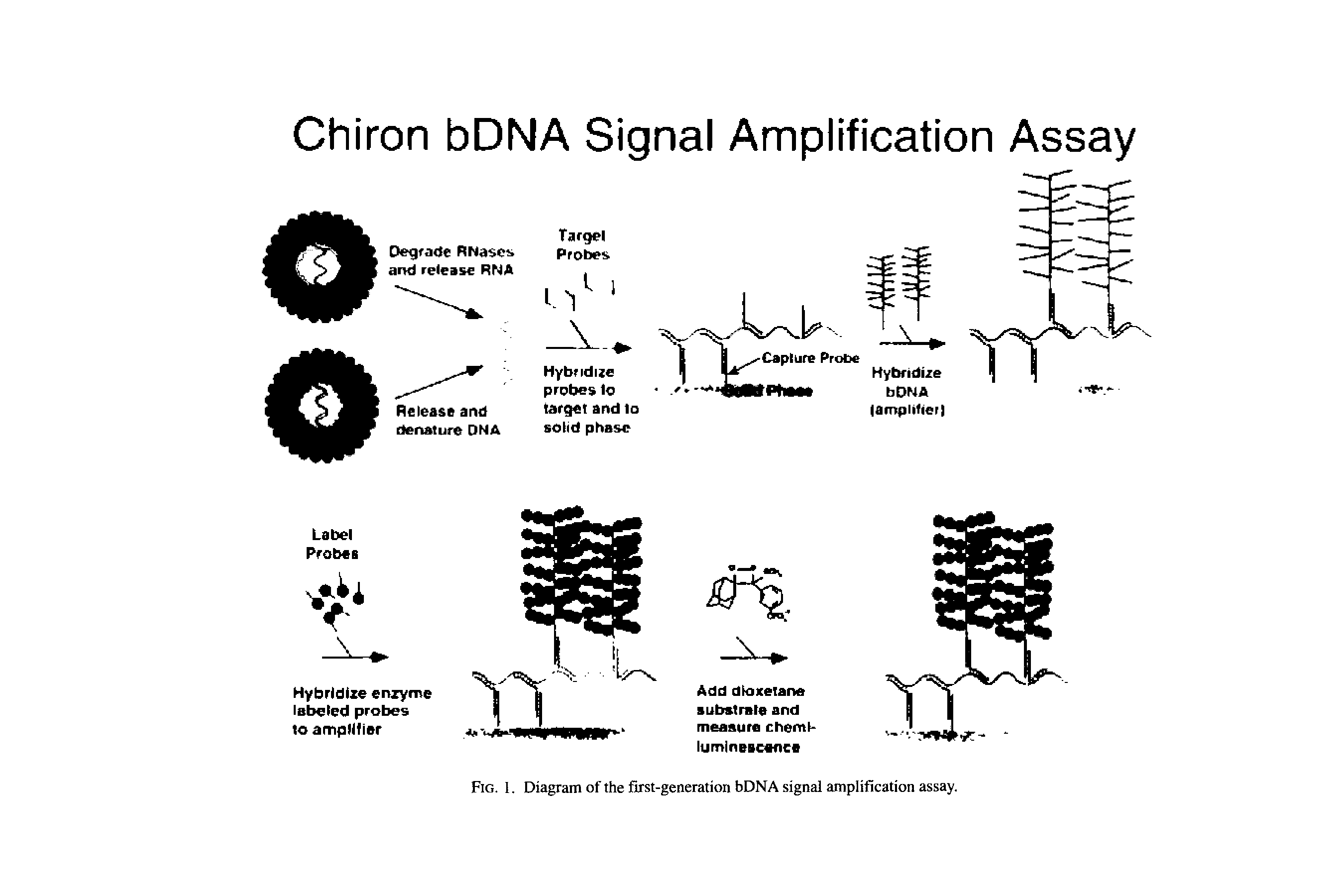 Fig. I. Diagram of the first-generation bDNA signal amplification assay.
