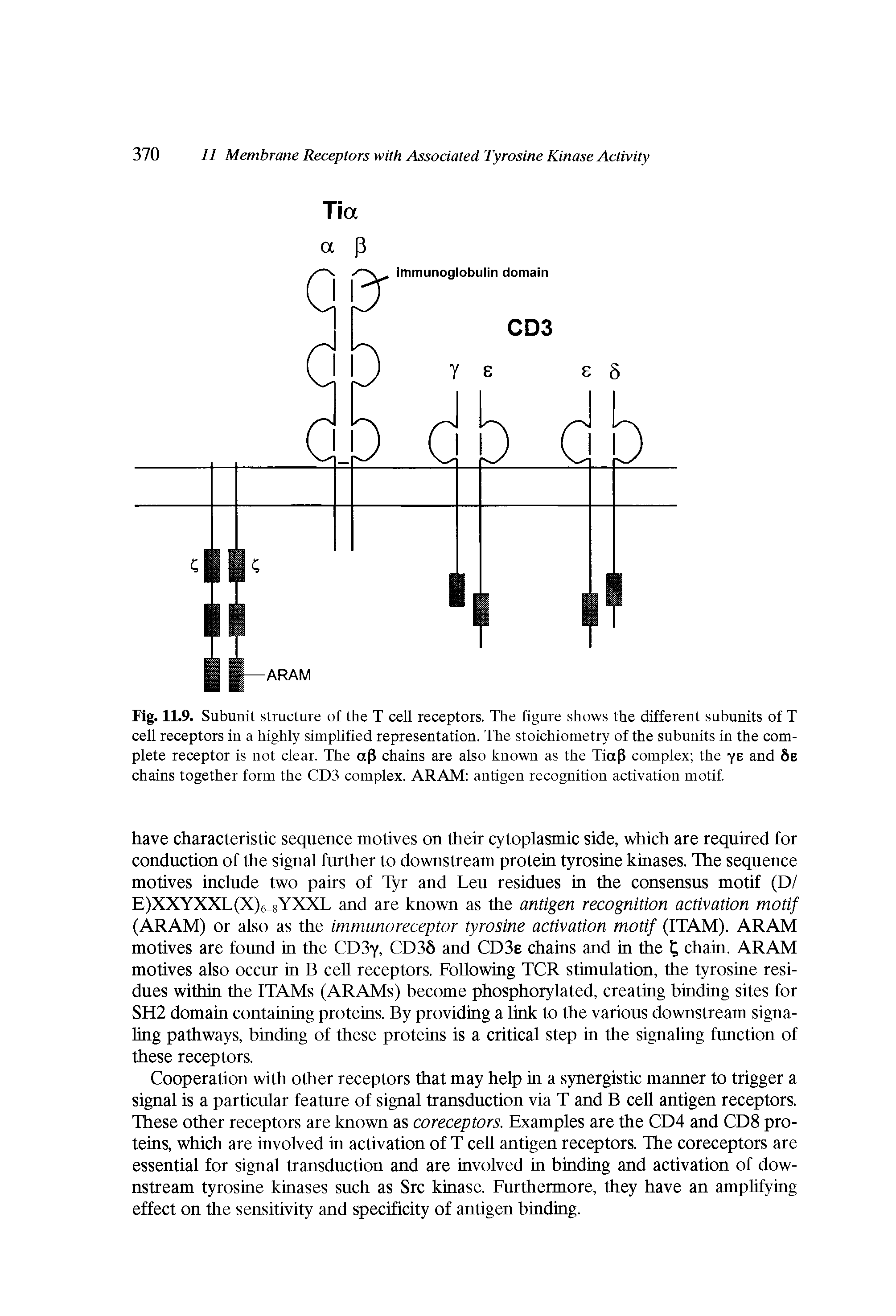 Fig. 11.9. Subunit structure of the T cell receptors. The figure shows the different subunits of T cell receptors in a highly simplified representation. The stoichiometry of the subunits in the complete receptor is not clear. The aP chains are also known as the TiaP complex the ye and 8e chains together form the CDS complex. ARAM antigen recognition activation motif...