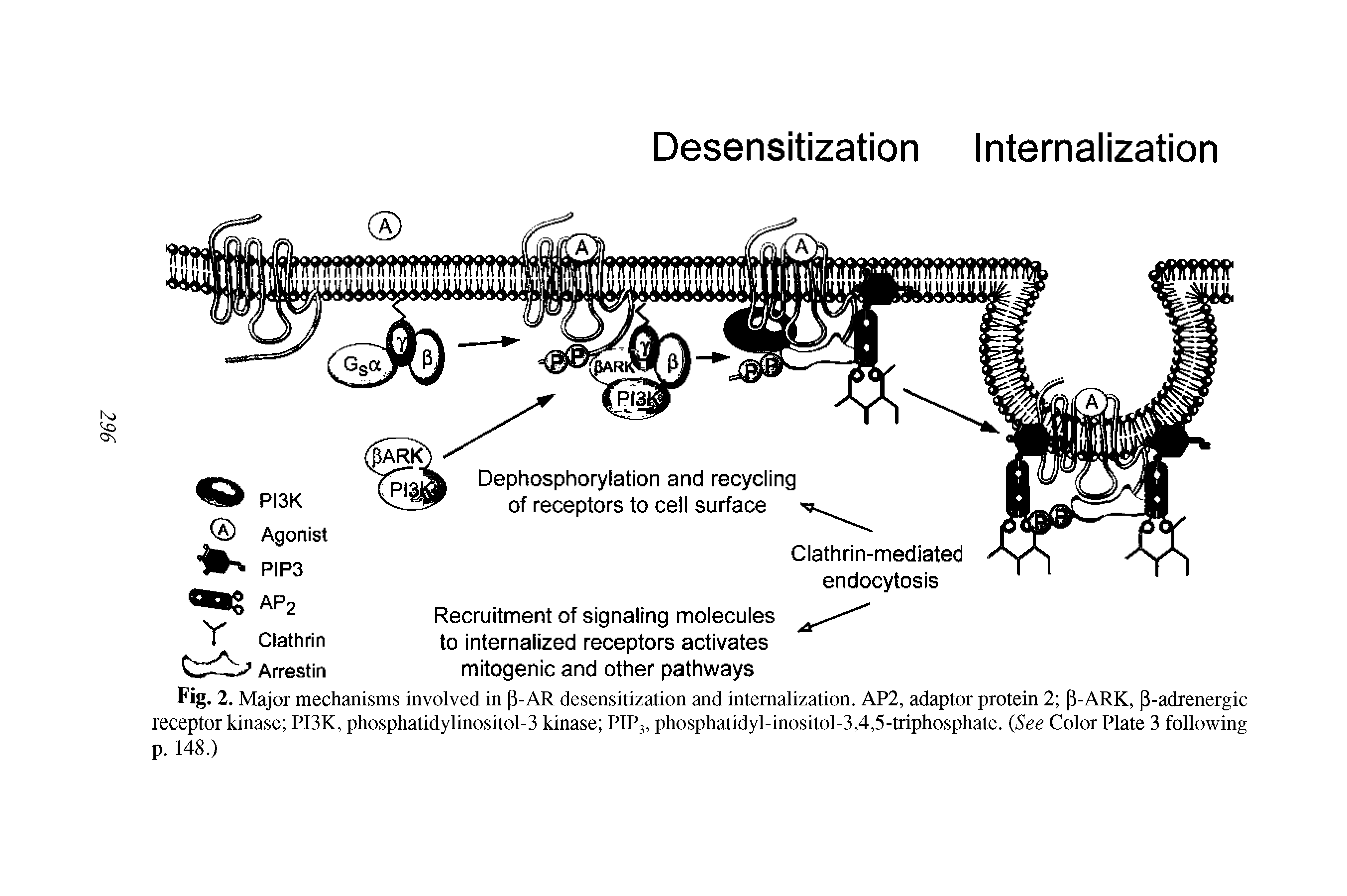 Fig. 2. Major mechanisms involved in [i-AR desensitization and internalization. AP2, adaptor protein 2 p-ARK, P-adrenergic receptor kinase PI3K, phosphatidylinositol-3 kinase PIP3, phosphatidyl-inositol-3,4,5-triphosphate. (See Color Plate 3 following p. 148.)...