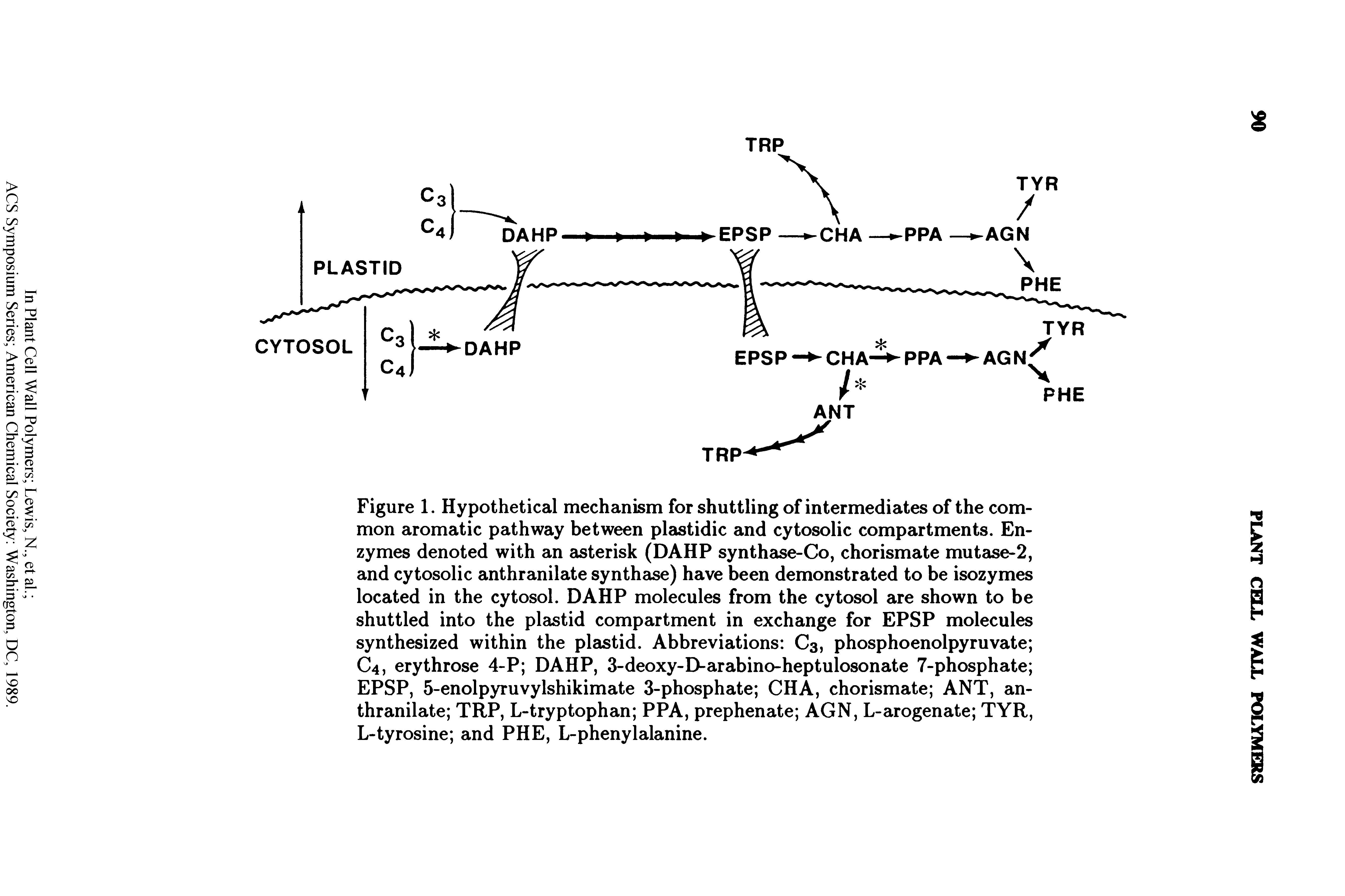 Figure 1. Hypothetical mechanism for shuttling of intermediates of the common aromatic pathway between plastidic and cytosolic compartments. Enzymes denoted with an asterisk (DAHP synthase-Co, chorismate mutase-2, and cytosolic anthranilate synthase) have been demonstrated to be isozymes located in the cytosol. DAHP molecules from the cytosol are shown to be shuttled into the plastid compartment in exchange for EPSP molecules synthesized within the plastid. Abbreviations C3, phosphoenolpyruvate C4, erythrose 4-P DAHP, 3-deoxy-D-arabino-heptulosonate 7-phosphate EPSP, 5-enolpyruvylshikimate 3-phosphate CHA, chorismate ANT, anthranilate TRP, L-tryptophan PPA, prephenate AGN, L-arogenate TYR, L-tyrosine and PHE, L-phenylalanine.