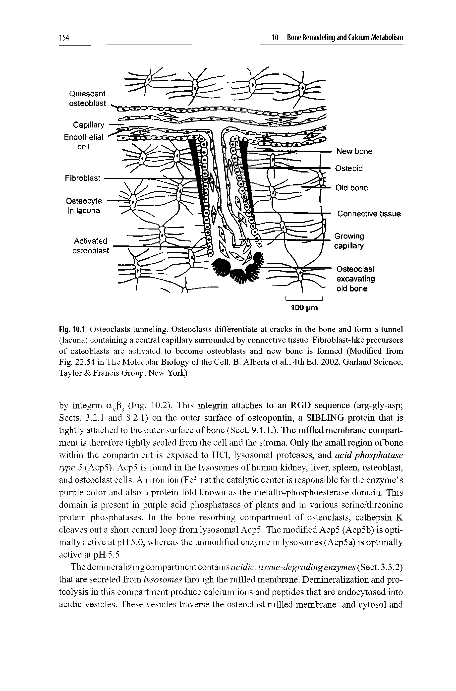 Fig. 10.1 Osteoclasts tunneling. Osteoclasts differentiate at cracks in the bone and form a tunnel (lacuna) containing a central capillary surrounded by connective tissue. Fibroblast-like precursors of osteoblasts are activated to become osteoblasts and new bone is formed (Modified from Fig. 22.54 in The Molecular Biology of the Cell. B. Alberts et al., 4th Ed. 2002. Garland Science, Taylor Francis Group, New York)...