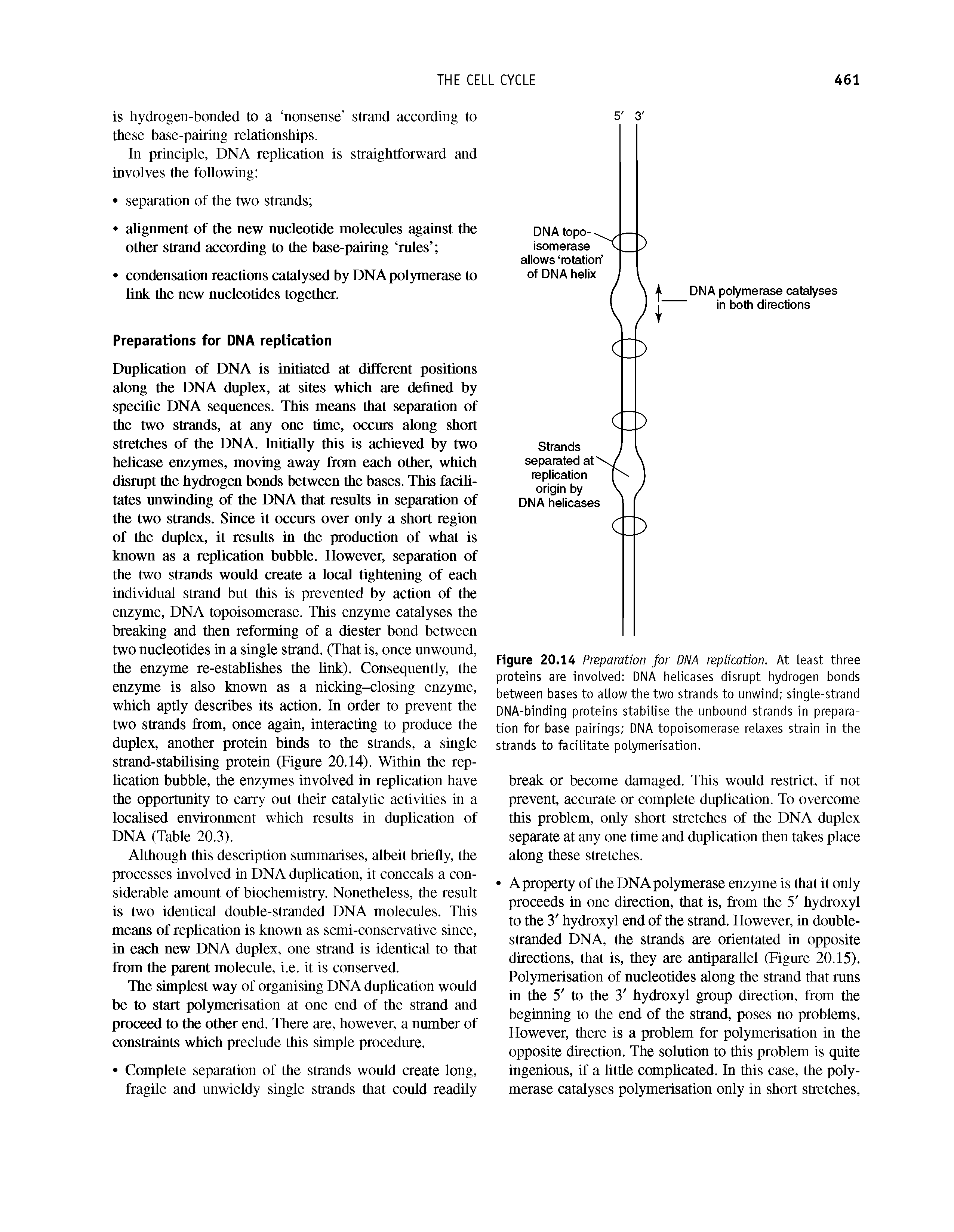 Figure 20.14 Preparation for DNA replication. At Least three proteins are involved DNA helicases disrupt hydrogen bonds between bases to allow the two strands to unwind single-strand DNA-binding proteins stabilise the unbound strands in preparation for base pairings DNA topoisomerase relaxes strain in the strands to facilitate polymerisation.