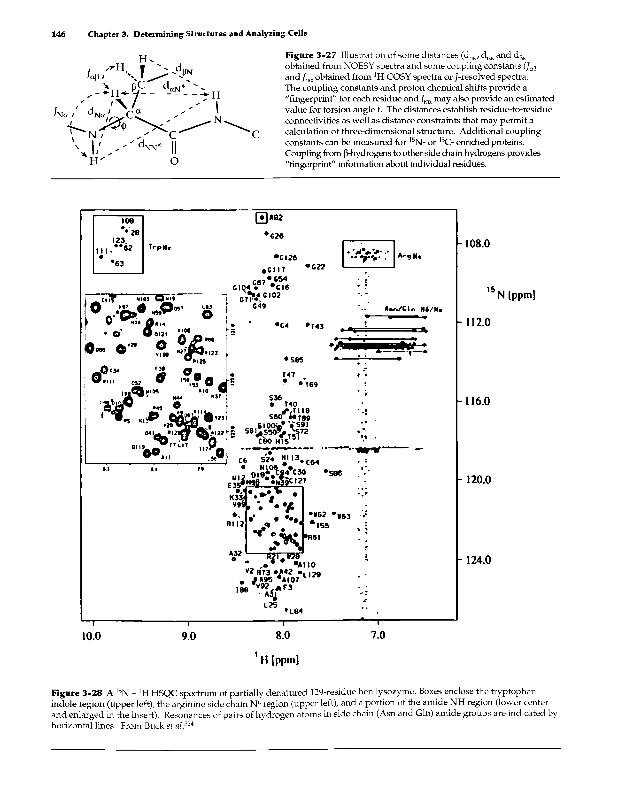 Figure 3-28 A15N - H HSQC spectrum of partially denatured 129-residue hen lysozyme. Boxes enclose the tryptophan indole region (upper left), the arginine side chain NE region (upper left), and a portion of the amide NH region (lower center and enlarged in the insert). Resonances of pairs of hydrogen atoms in side chain (Asn and Gin) amide groups are indicated by horizontal lines. From Buck et al.52i...