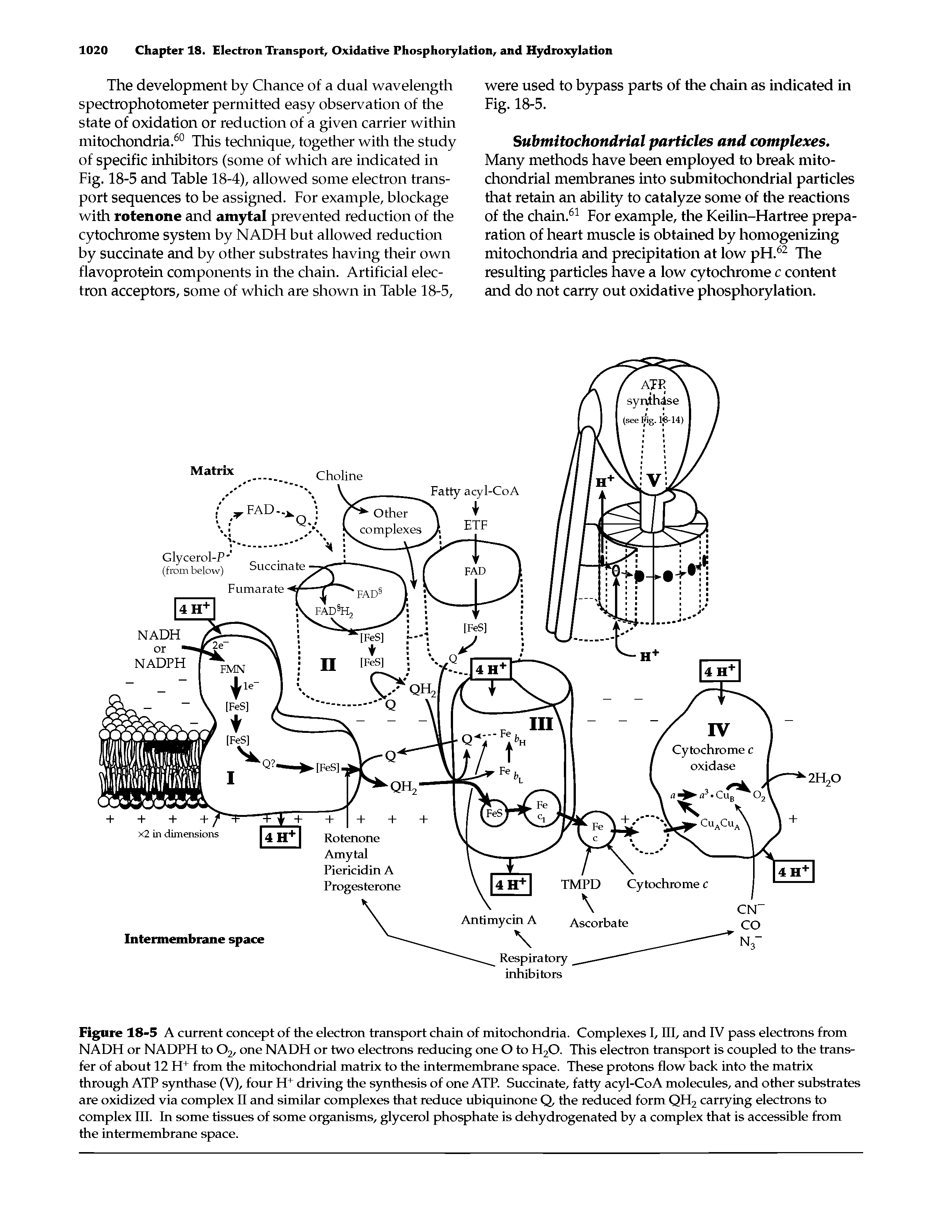 Figure 18-5 A current concept of the electron transport chain of mitochondria. Complexes I, III, and IV pass electrons from NADH or NADPH to 02, one NADH or two electrons reducing one O to HzO. This electron transport is coupled to the transfer of about 12 H+ from the mitochondrial matrix to the intermembrane space. These protons flow back into the matrix through ATP synthase (V), four H+ driving the synthesis of one ATP. Succinate, fatty acyl-CoA molecules, and other substrates are oxidized via complex II and similar complexes that reduce ubiquinone Q, the reduced form QH2 carrying electrons to complex III. In some tissues of some organisms, glycerol phosphate is dehydrogenated by a complex that is accessible from the intermembrane space.