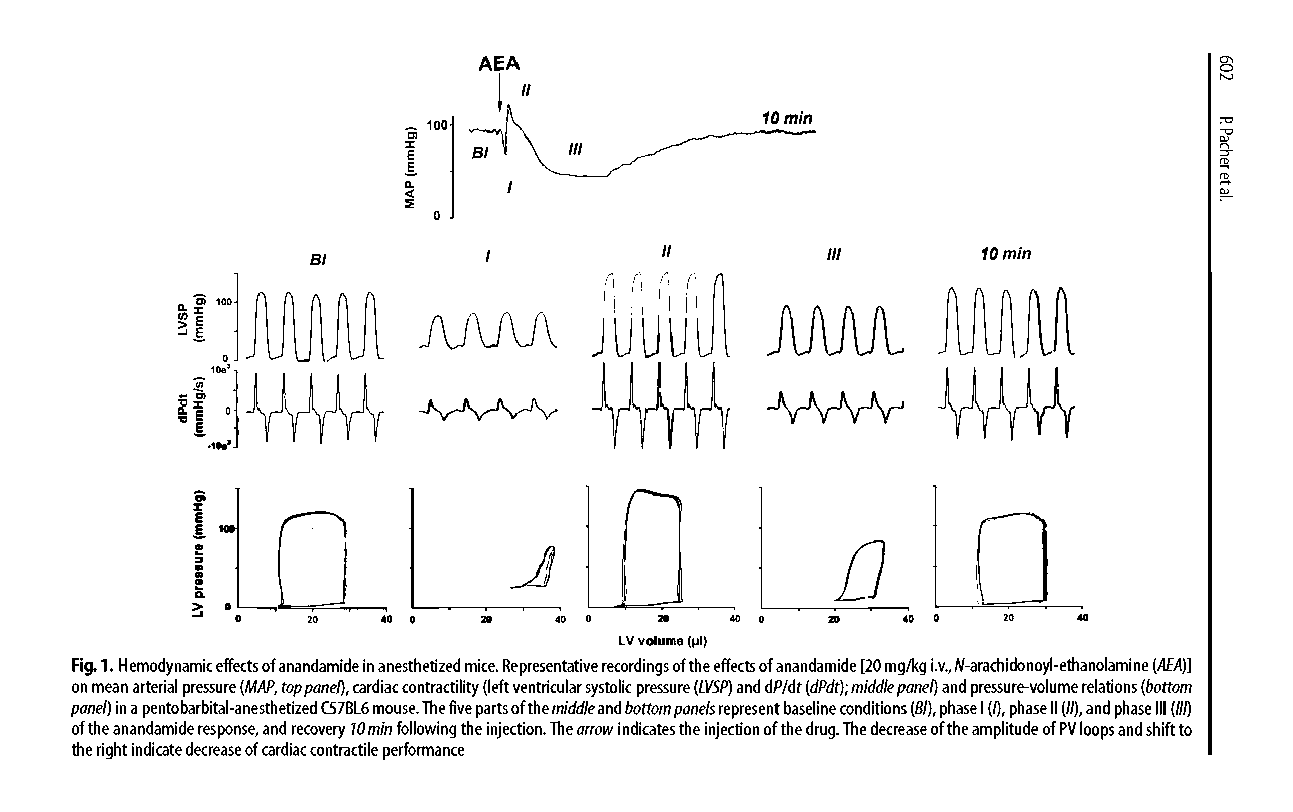Fig. 1. Hemodynamic effects of anandamide in anesthetized mice. Representative recordings ofthe effects of anandamide [20 mg/kg i.v., W-arachidonoyl-ethanolamine (/1 4)] on mean arterial pressure (iW/iP, top panel, cardiac contractility (left ventricular systolic pressure LVSP and dP/df (dPdt) middle panel and pressure-volume relations (bottom panel in a pentobarbital-anesthetized C57BL6 mouse. The five parts of the and bottom panels represent baseline conditions (BI, phase I (/), phase II (//), and phase III (III ofthe anandamide response, and recovery 10 min following the injection. The arrow indicates the injection ofthe drug. The decrease ofthe amplitude of PV loops and shift to the right indicate decrease of cardiac contractile performance...