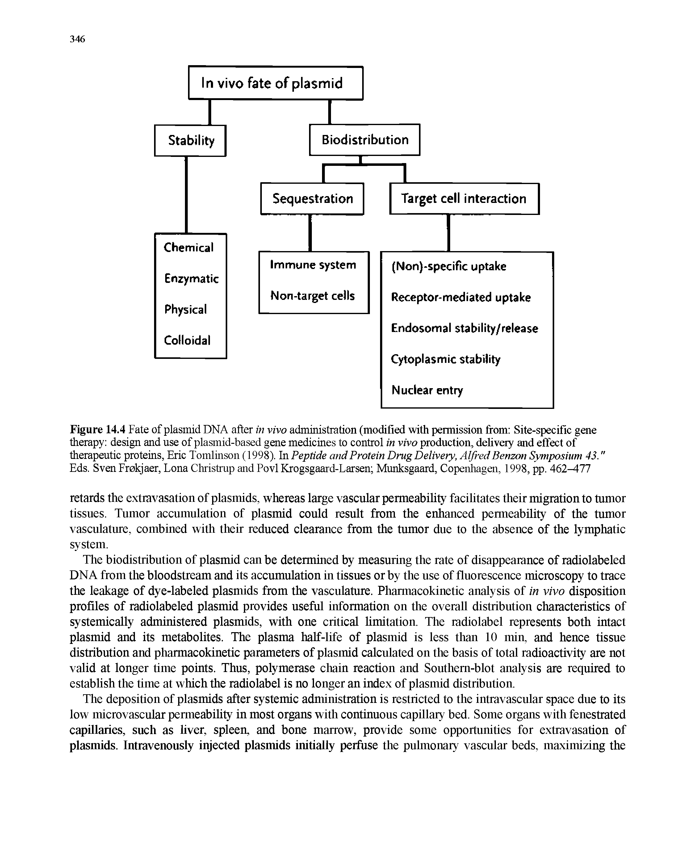 Figure 14.4 Fate of plasmid DNA after in vivo administration (modified with permission from Site-specific gene therapy design and use of plasmid-based gene medicines to control in vivo production, delivery and effect of therapeutic proteins, Eric Tomlinson (1998). In Peptide and Protein Drug Delivery, Alfred Benzon Symposium 43."...
