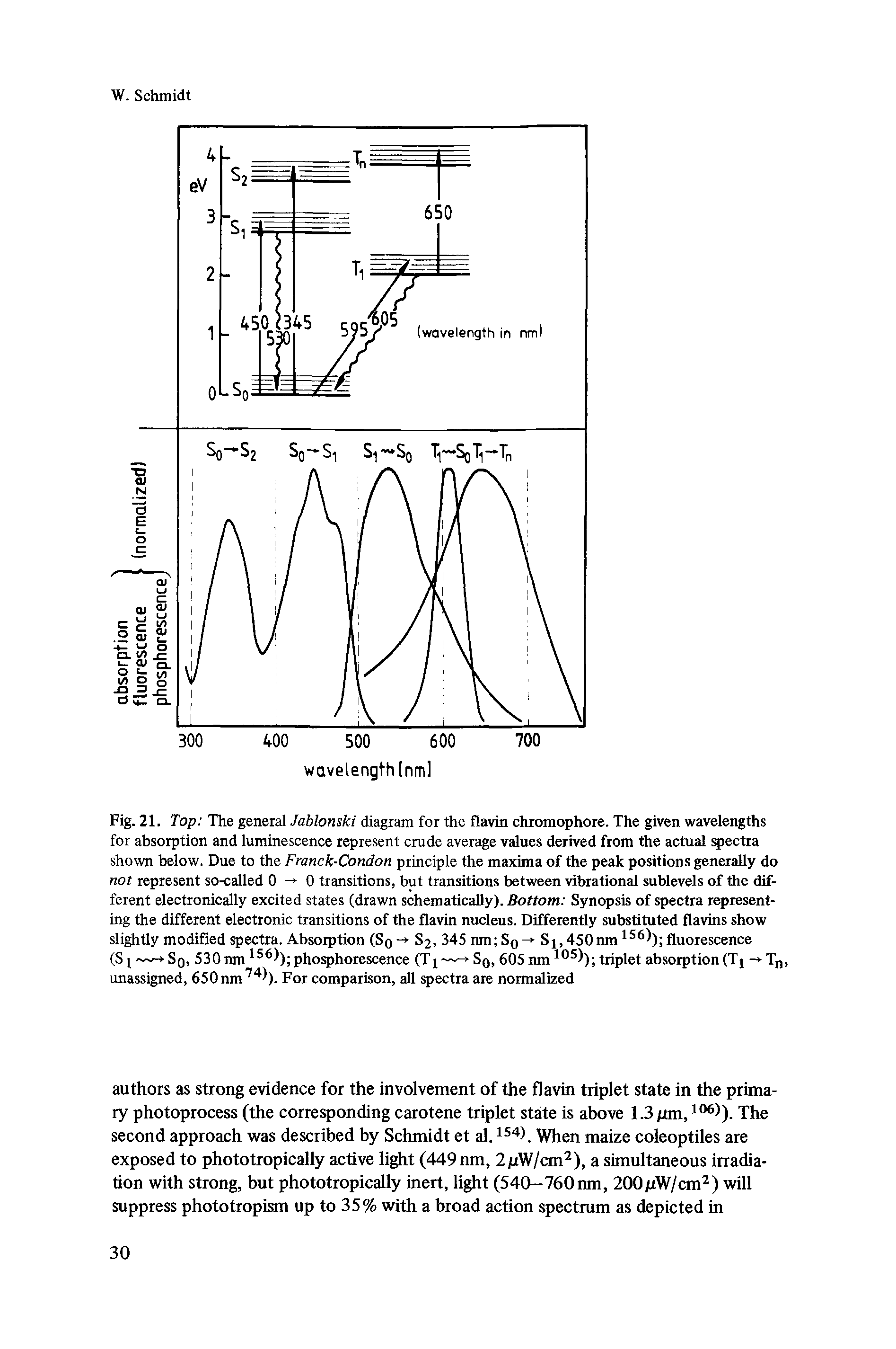 Fig. 21. Top The general Jablonski diagram for the flavin chromophore. The given wavelengths for absorption and luminescence represent crude average values derived from the actual spectra shown below. Due to the Franck-Condon principle the maxima of the peak positions generally do not represent so-called 0 — 0 transitions, but transitions between vibrational sublevels of the different electronically excited states (drawn schematically). Bottom Synopsis of spectra representing the different electronic transitions of the flavin nucleus. Differently substituted flavins show slightly modified spectra. Absorption (So- - S2, 345 nm S0 -> Si,450nm 1561) fluorescence (Sj — S0) 530 nm 156)) phosphorescence (Ty Sq, 605 nm 1051) triplet absorption (Tj ->Tn,...