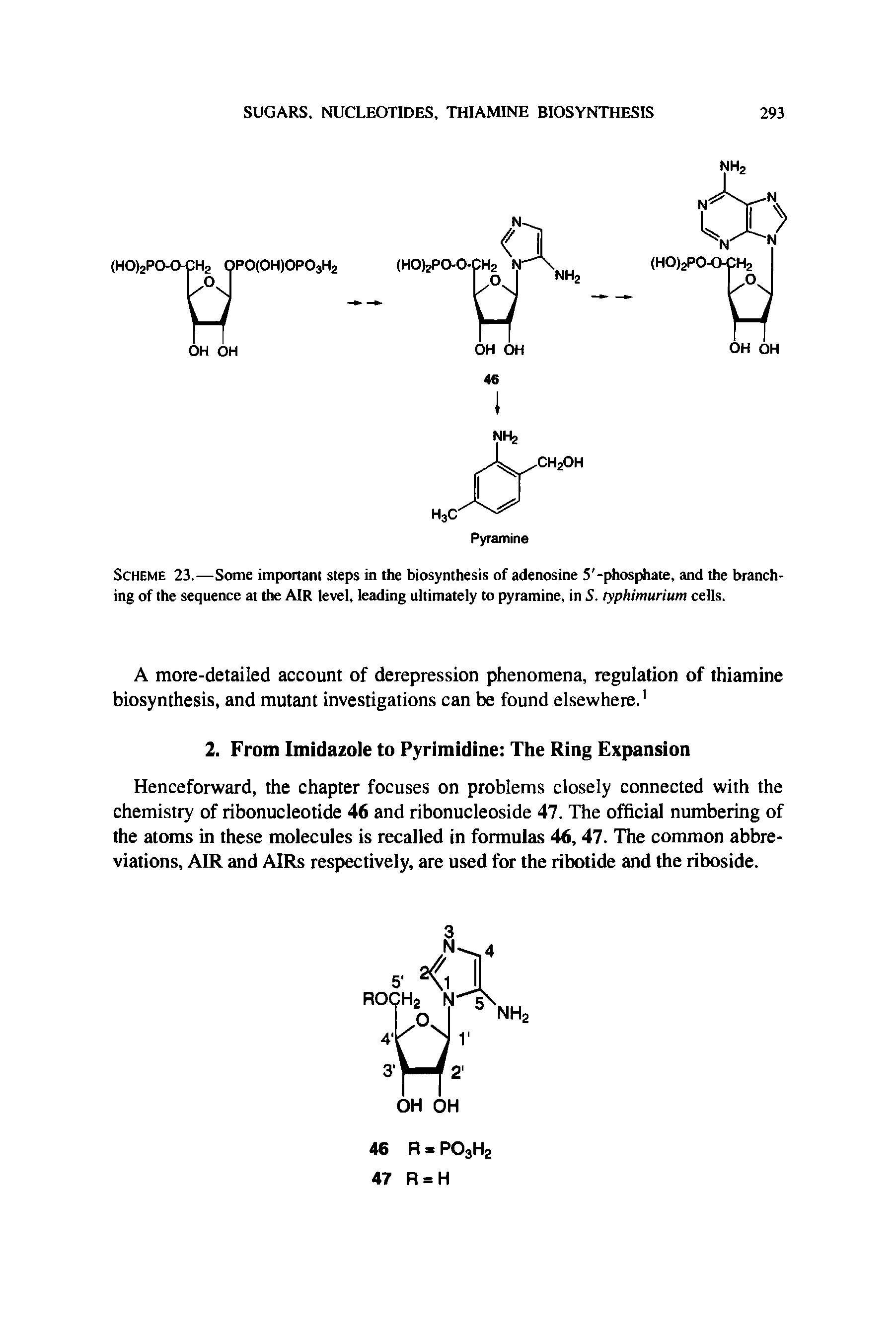 Scheme 23.—Some important steps in the biosynthesis of adenosine 5 -phosphate, and the branching of the sequence at the AIR level, leading ultimately to pyramine, in S. ryphimurium cells.
