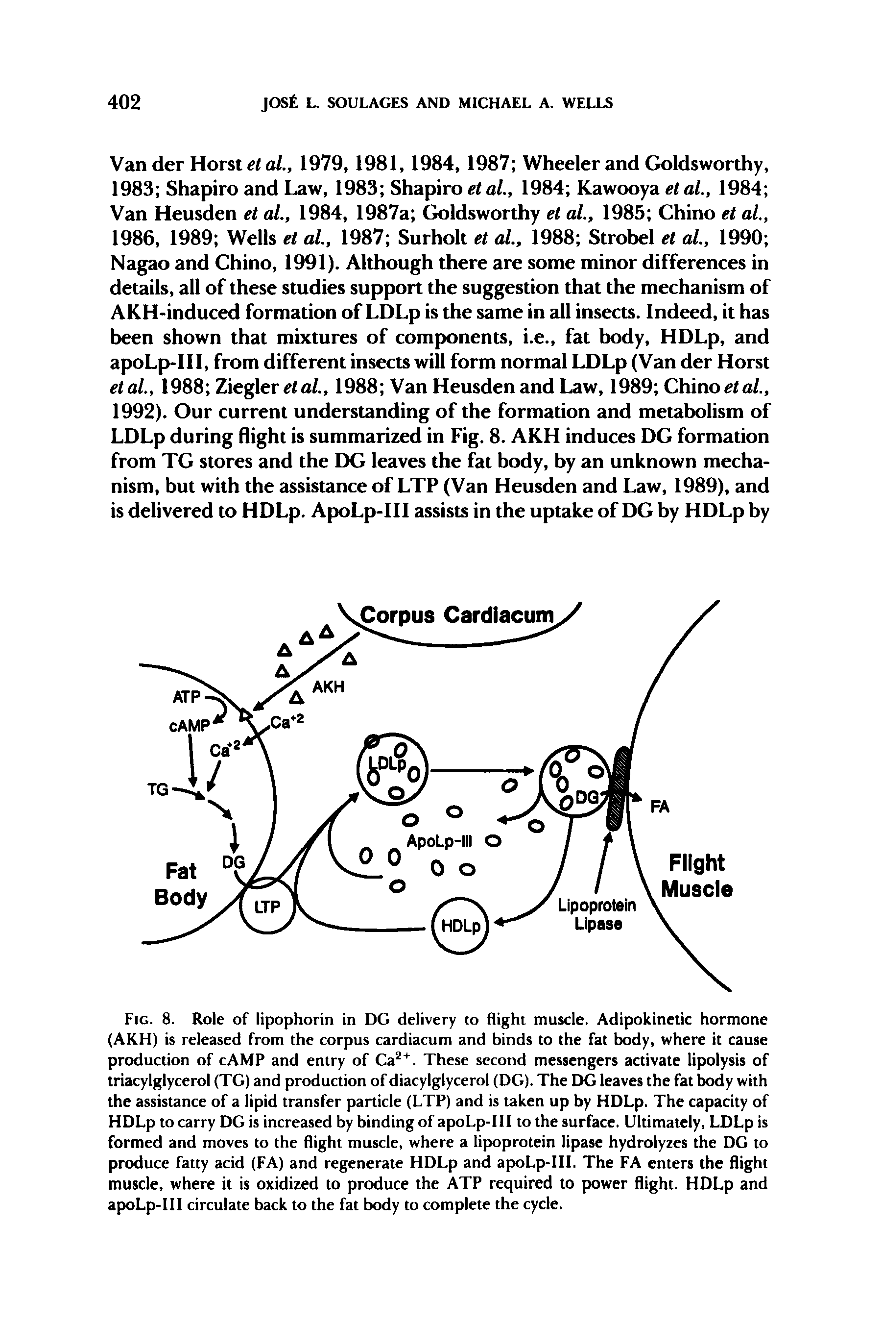 Fig. 8. Role of lipophorin in DG delivery to flight muscle. Adipokinetic hormone (AKH) is released from the corpus cardiacum and binds to the fat body, where it cause production of cAMP and entry of Ca . These second messengers activate lipolysis of triacylglycerol (TG) and production of diacylglycerol (DG). The DG leaves the fat body with the assistance of a lipid transfer particle (LTP) and is taken up by HDLp. The capacity of HDLp to carry DG is increased by binding of apoLp-HI to the surface. Ultimately, LDLp is formed and moves to the flight muscle, where a lipoprotein lipase hydrolyzes the DG to produce fatty acid (FA) and regenerate HDLp and apoLp-IIl. The FA enters the flight muscle, where it is oxidized to produce the ATP required to power flight. HDLp and apoLp-HI circulate back to the fat body to complete the cycle.