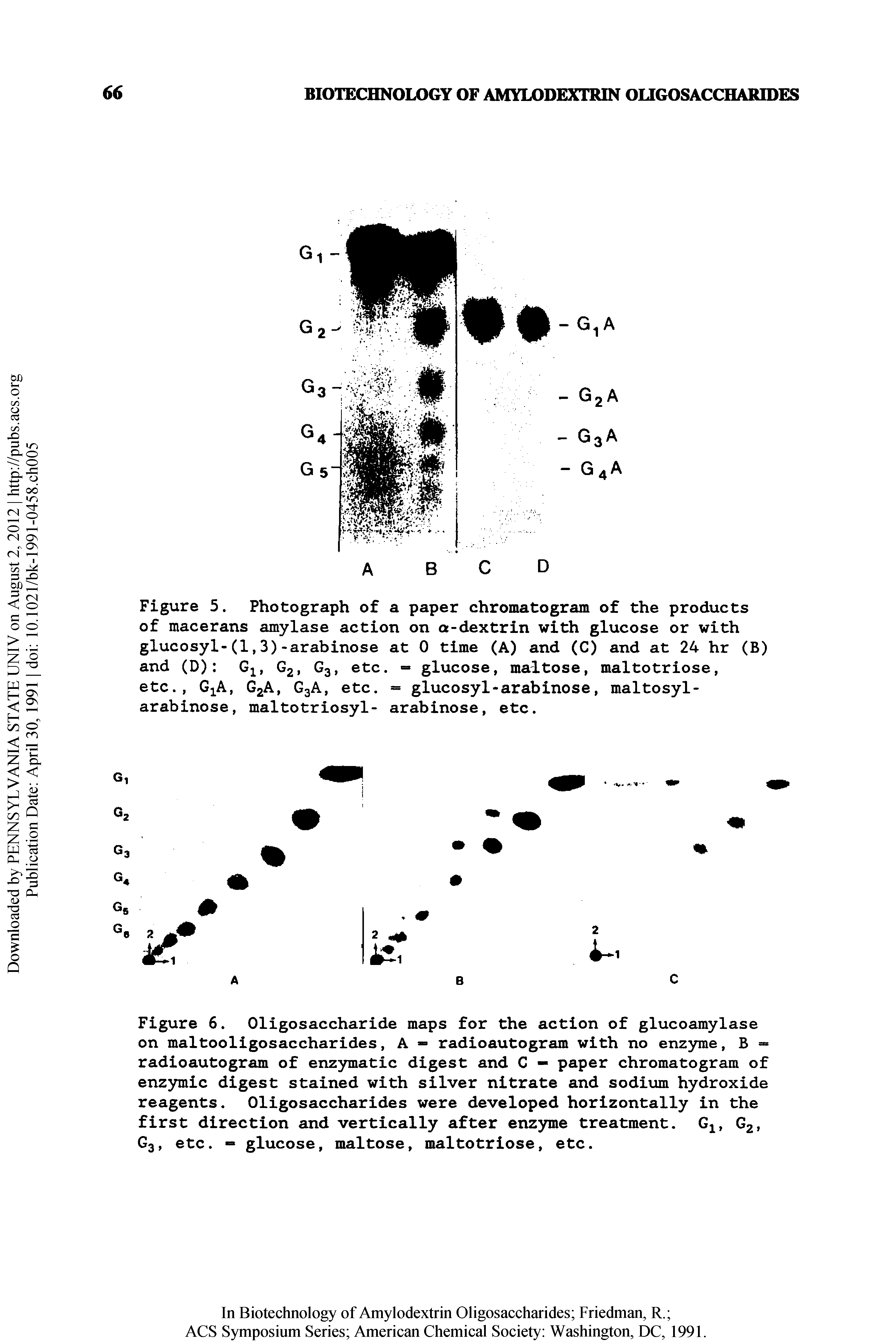Figure 5. Photograph of a paper chromatogram of the products of macerans amylase action on a-dextrin with glucose or with glucosyl-(1,3)-arabinose at 0 time (A) and (C) and at 24 hr (B) and (D) ...
