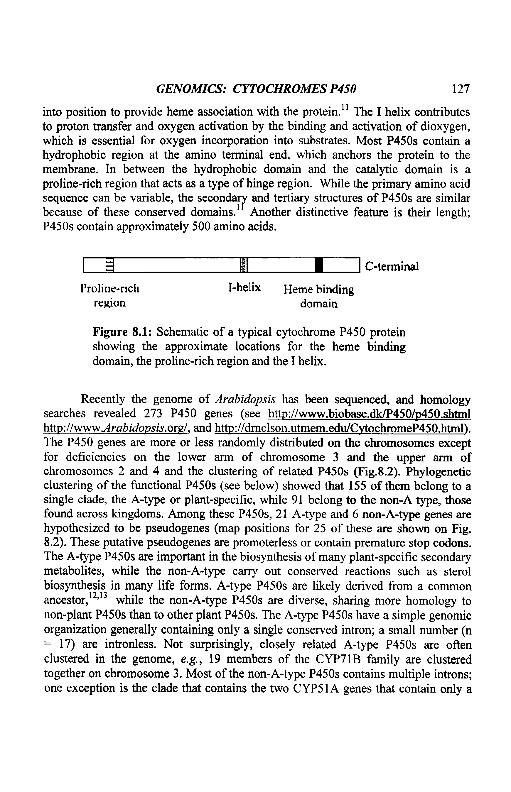 Figure 8.1 Schematic of a typical cytochrome P450 protein showing the approximate locations for the heme binding domain, the proline-rich region and the I helix.