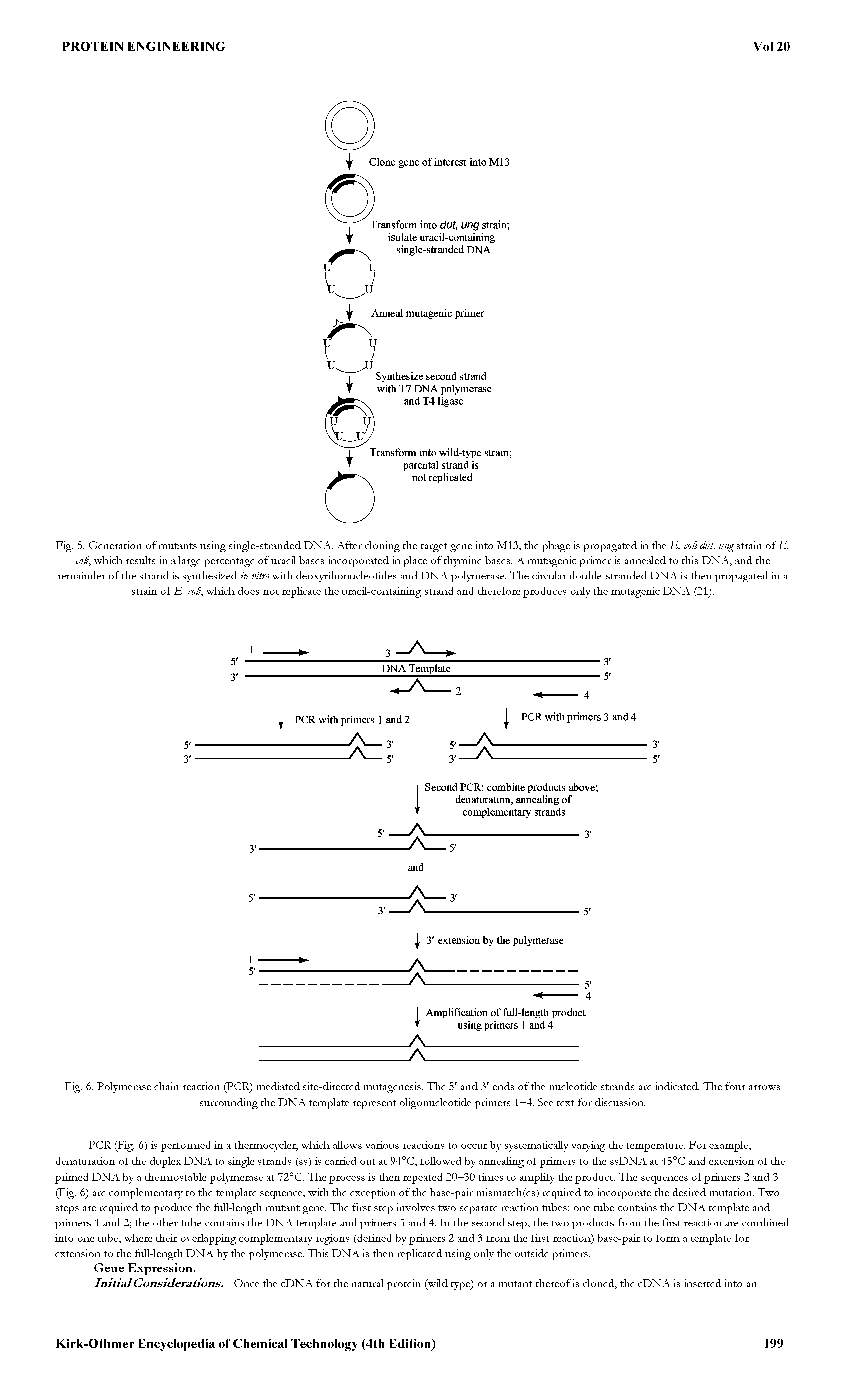 Fig. 6. Polymerase chain reaction (PCR) mediated site-directed mutagenesis. The 5 and 3 ends of the nucleotide strands are indicated. The four arrows surrounding the DNA template represent oligonucleotide primers 1—4. See text for discussion.