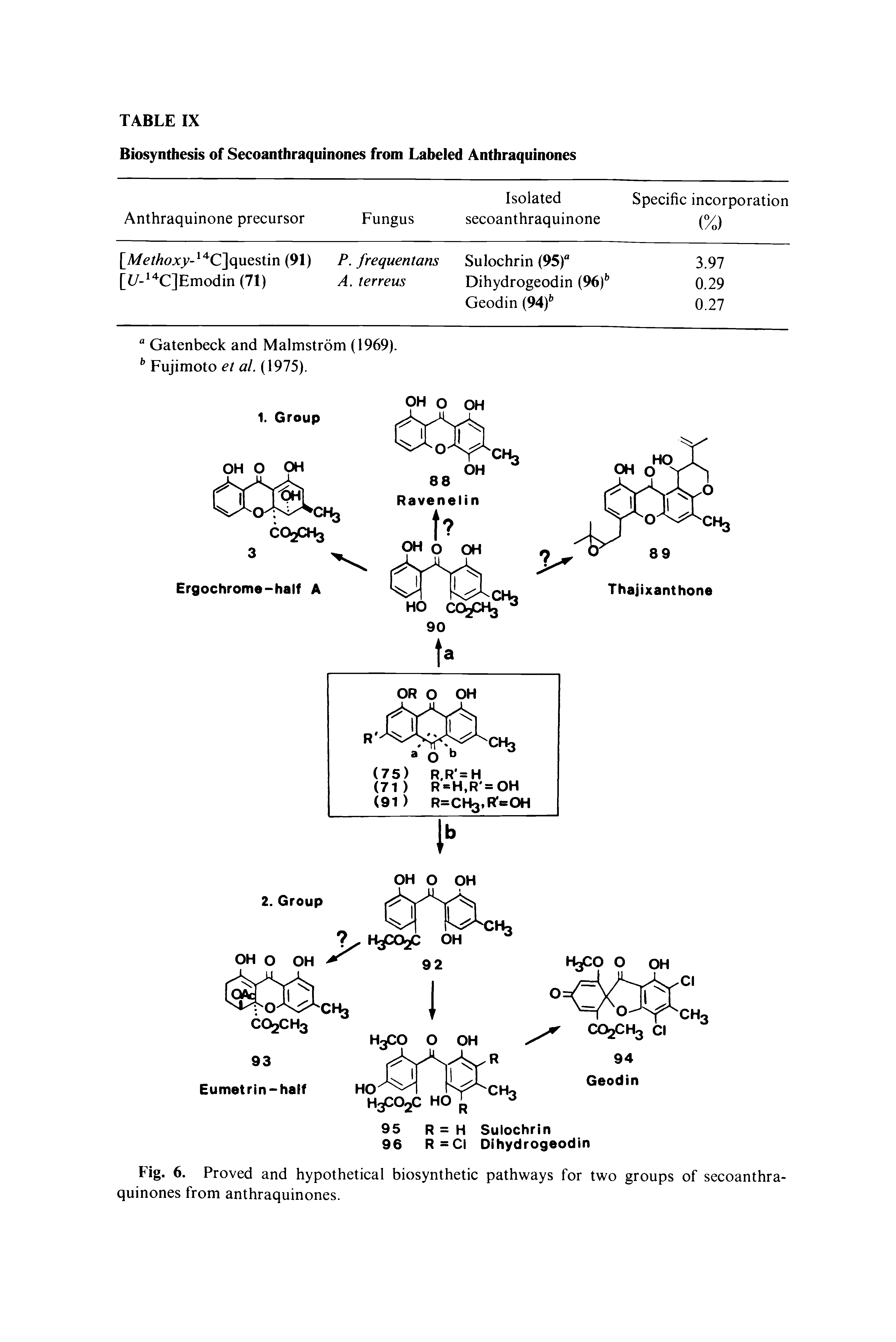 Fig. 6. Proved and hypothetical biosynthetic pathways for two groups of secoanthraquinones from anthraquinones.