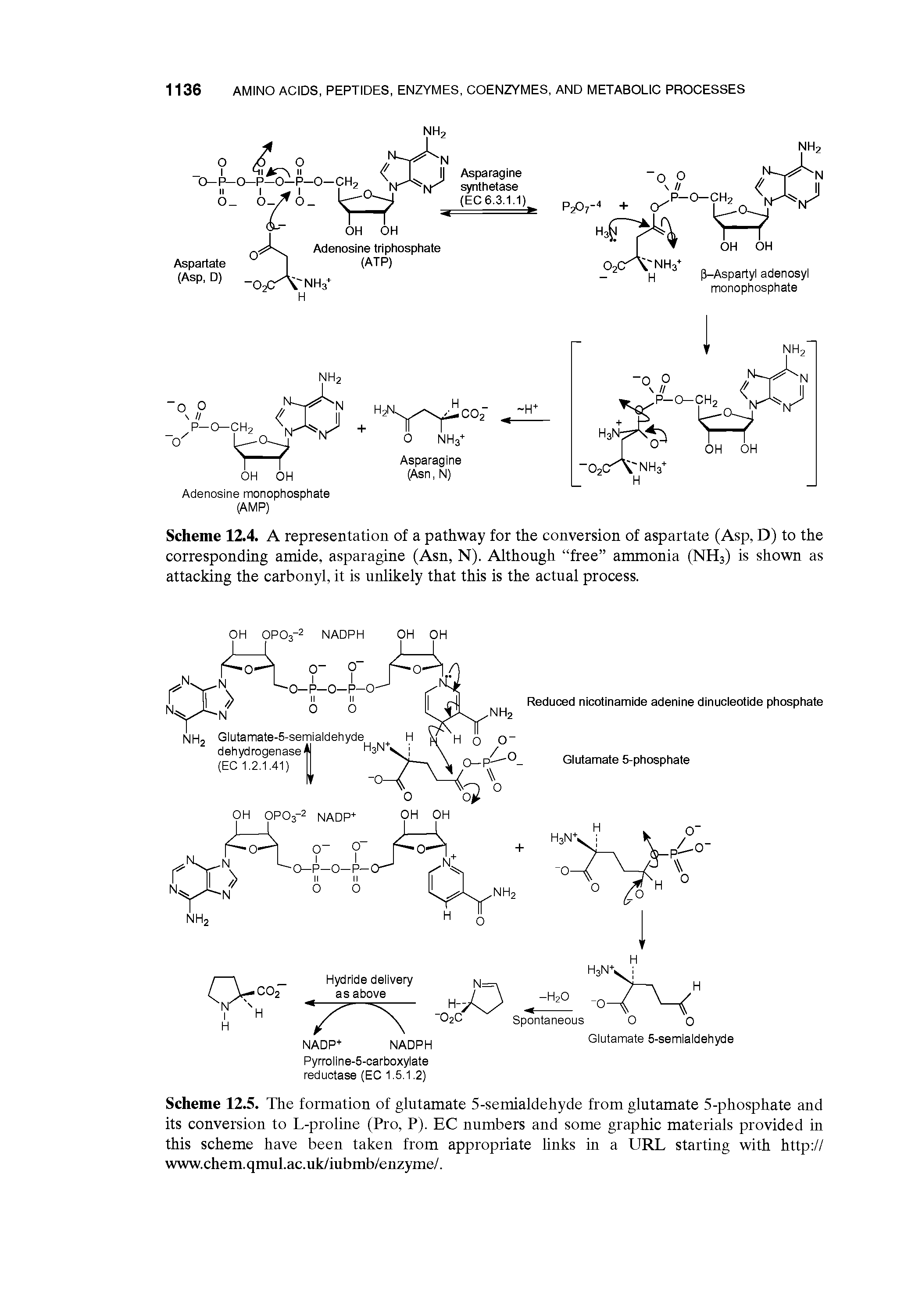 Scheme 12.5. The formation of glutamate 5-semialdehyde from glutamate 5-phosphate and its conversion to L-proline (Pro, P). EC numbers and some graphic materials provided in this scheme have been taken from appropriate links in a URL starting with http // www.chem.qmul.ac.uk/iubmb/enzyme/.
