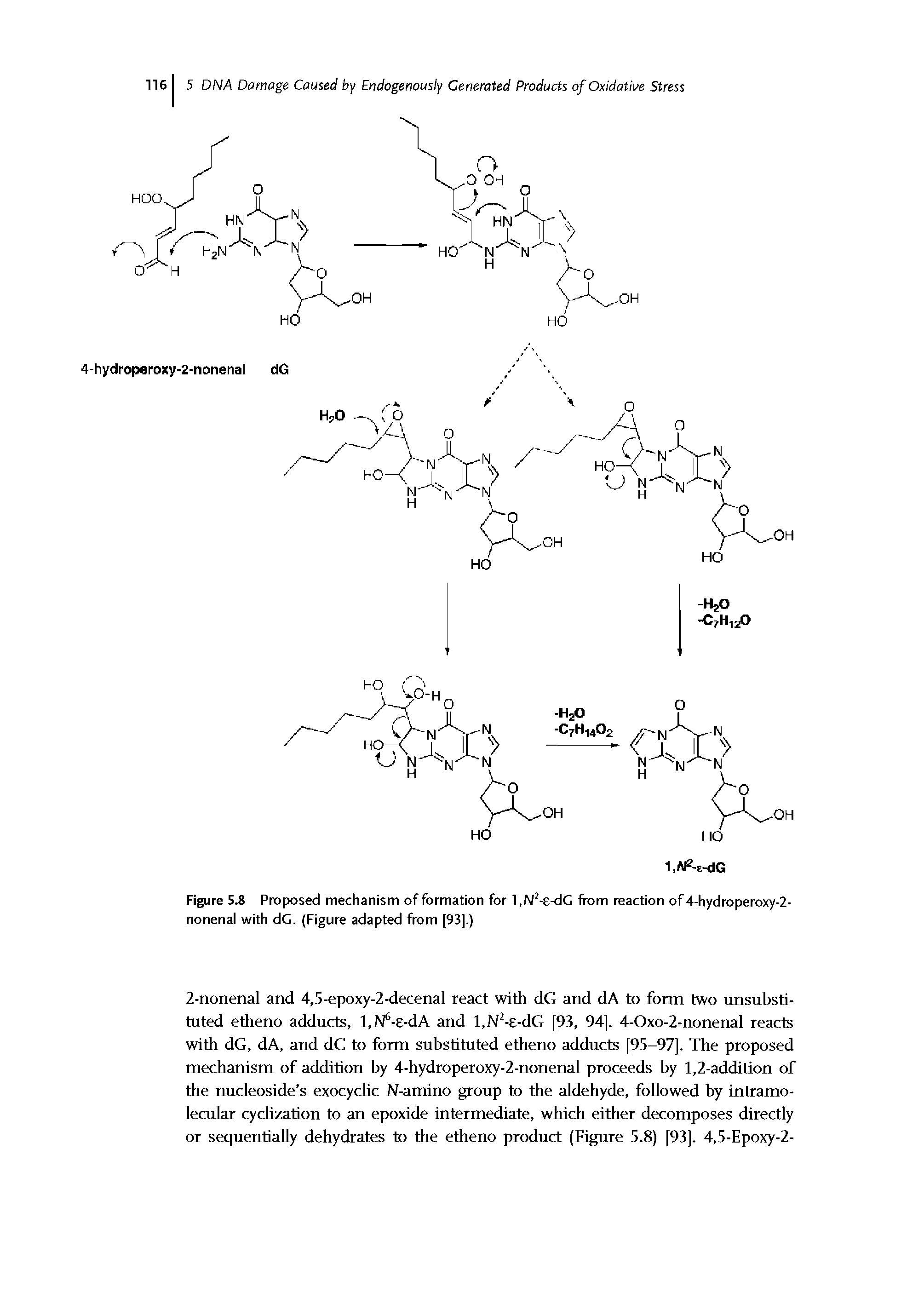 Figure 5.8 Proposed mechanism of formation for 1,N2-e-dG from reaction of 4-hydroperoxy-2-nonenal with dG. (Figure adapted from [93].)...