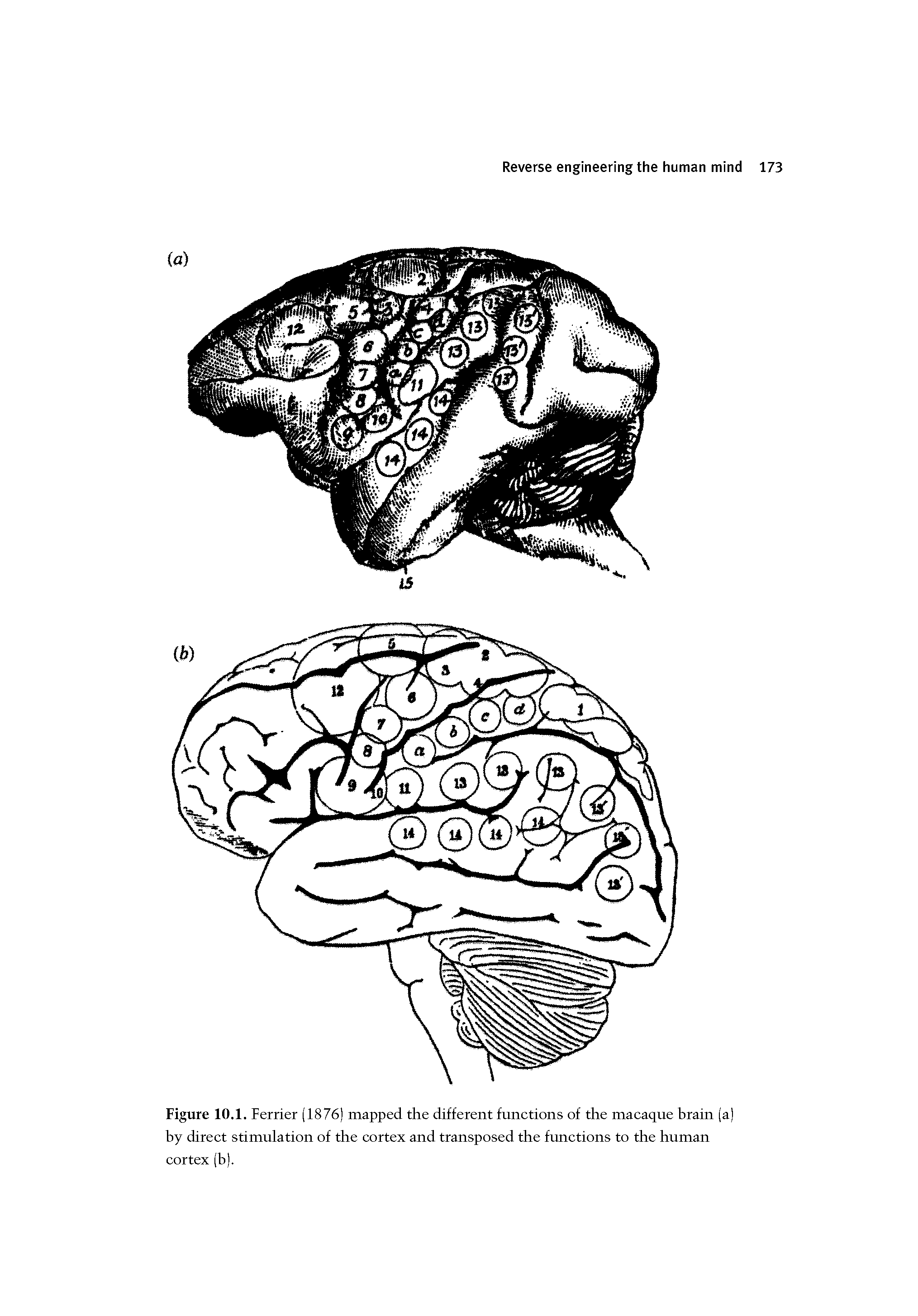Figure 10.1. Ferrier (1876) mapped the different functions of the macaque brain (a) by direct stimulation of the cortex and transposed the functions to the human cortex (b).