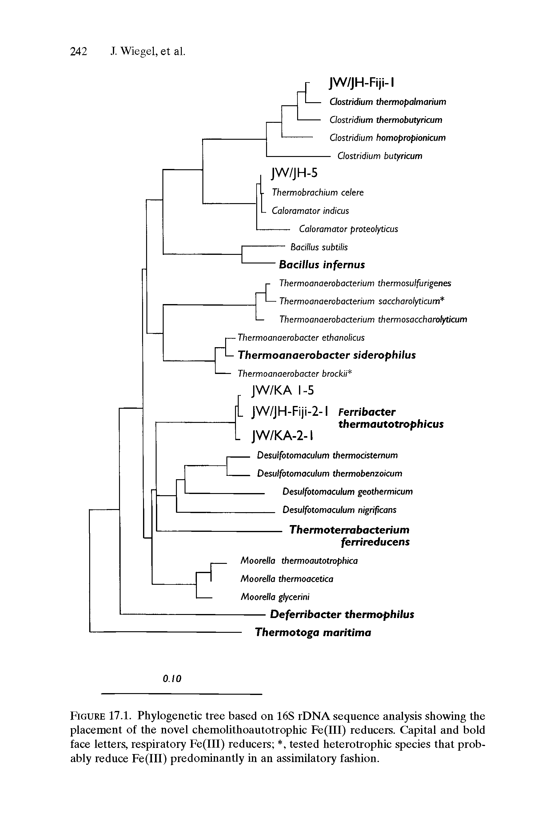 Figure 17.1. Phylogenetic tree based on 16S rDNA sequence analysis showing the placement of the novel chemolithoautotrophic Fe(III) reducers. Capital and bold face letters, respiratory Fe(III) reducers , tested heterotrophic species that probably reduce Fe(III) predominantly in an assimilatory fashion.