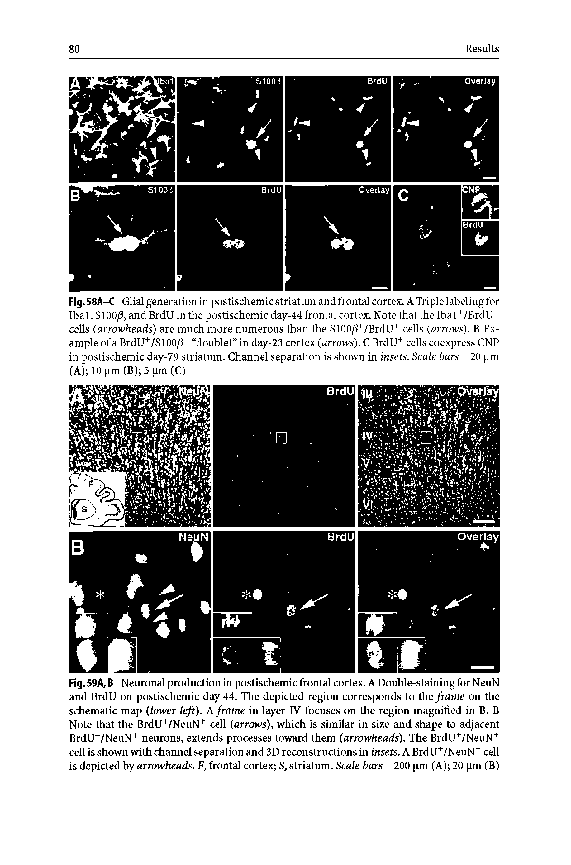 Fig. 59A, B Neuronal production in postischemic frontal cortex. A Double-staining for NeuN and BrdU on postischemic day 44. The depicted region corresponds to the frame on the schematic map (lower left). A frame in layer IV focuses on the region magnified in B. B Note that the BrdU+/NeuN+ cell (arrows), which is similar in size and shape to adjacent BrdU /NeuN+ neurons, extends processes toward them (arrowheads). The BrdU+/NeuN+ cell is shown with channel separation and 3D reconstructions in insets. A BrdU+/NeuN cell is depicted by arrowheads. F, frontal cortex S, striatum. Scale bars = 200 pm (A) 20 pm (B)...