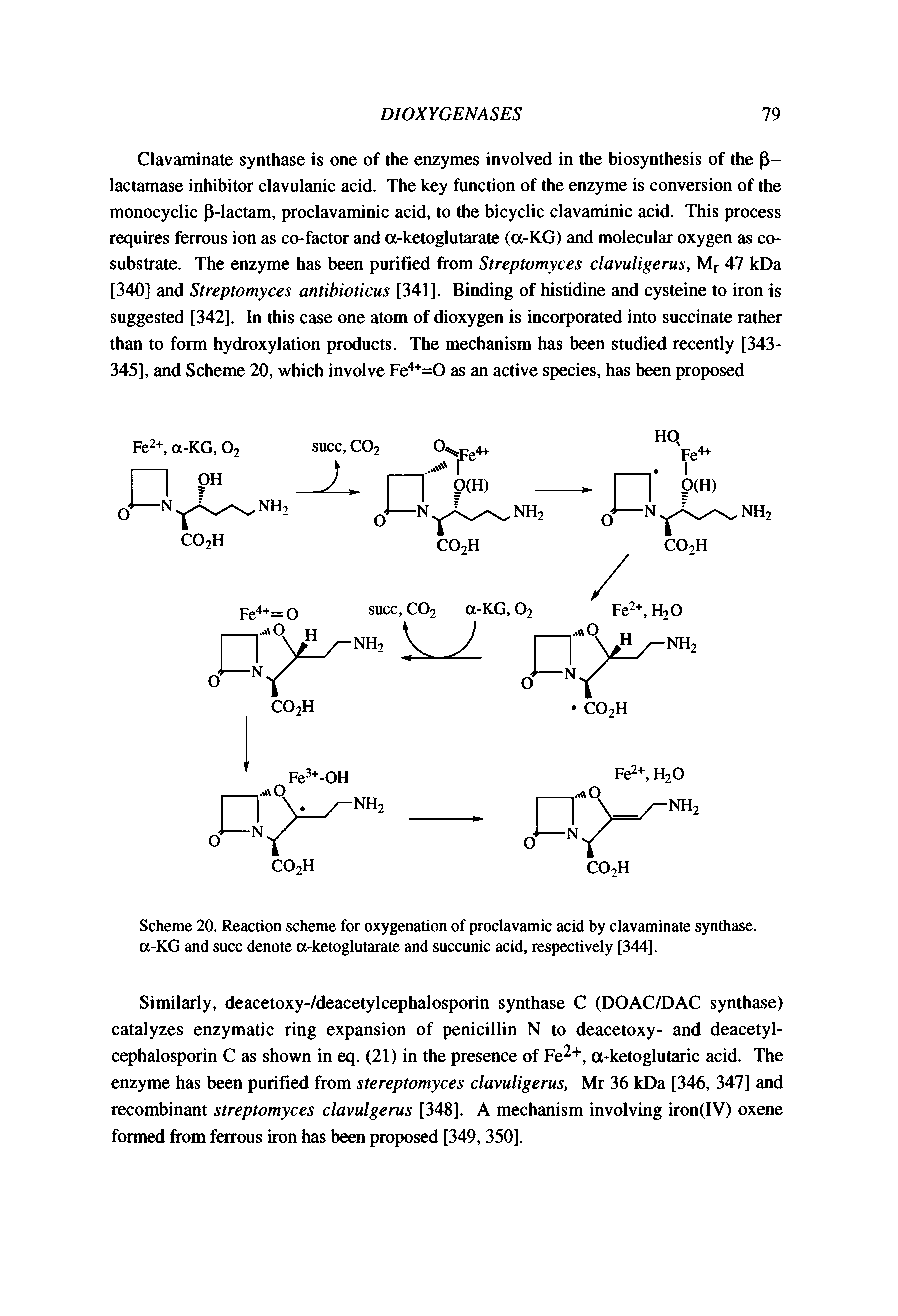 Scheme 20. Reaction scheme for oxygenation of proclavamic acid by clavaminate synthase. a-KG and succ denote a-ketoglutarate and succunic acid, respectively [344].