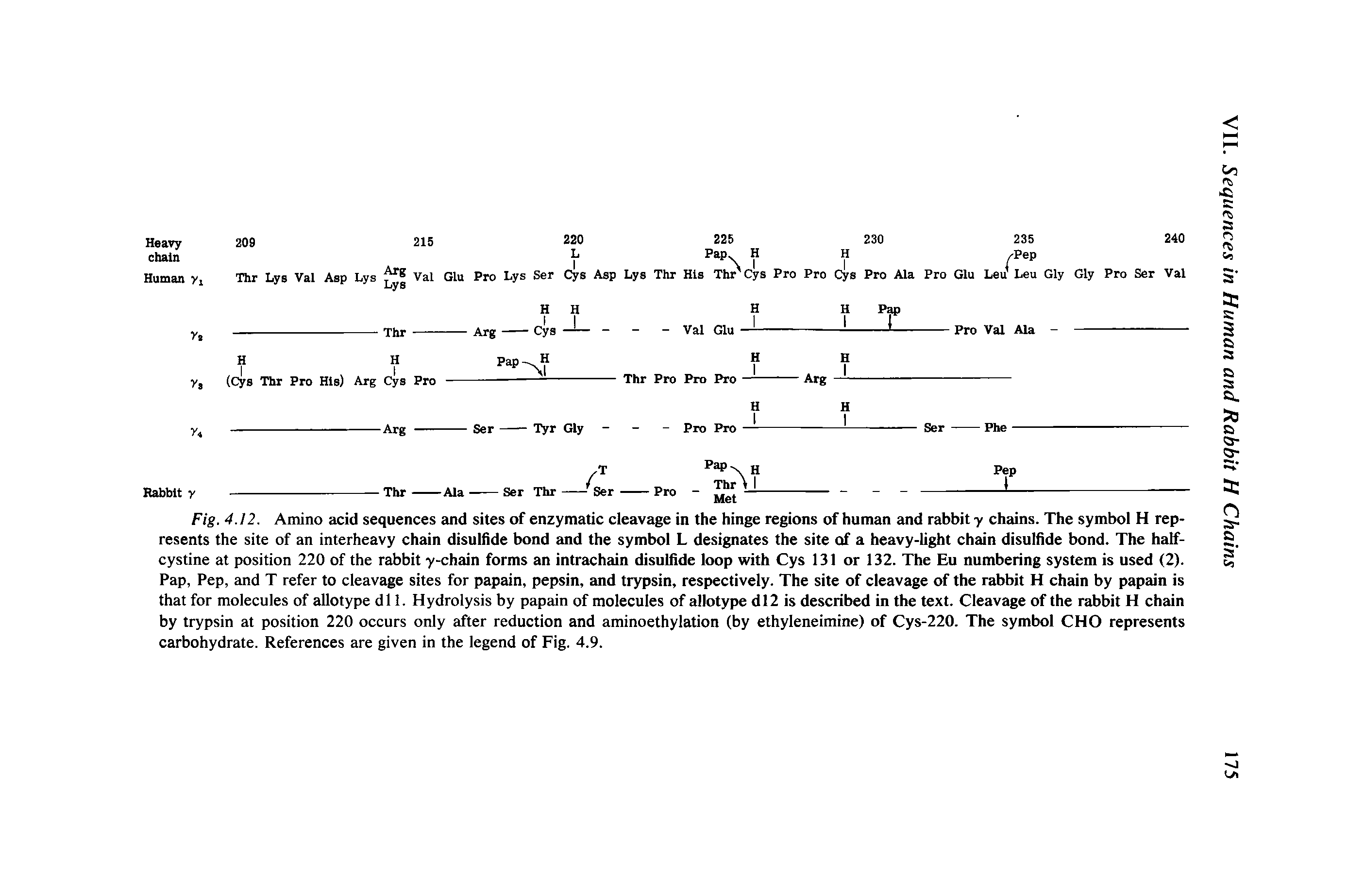 Fig. 4.12. Amino acid sequences and sites of enzymatic cleavage in the hinge regions of human and rabbit-y chains. The symbol H represents the site of an interheavy chain disulfide bond and the symbol L designates the site of a heavy-light chain disulfide bond. The halfcystine at position 220 of the rabbit y-chain forms an intrachain disulfide loop with Cys 131 or 132. The Eu numbering system is used (2). Pap, Pep, and T refer to cleavage sites for papain, pepsin, and trypsin, respectively. The site of cleavage of the rabbit H chain by papain is that for molecules of allotype dll. Hydrolysis by papain of molecules of allotype dl2 is described in the text. Cleavage of the rabbit H chain by trypsin at position 220 occurs only after reduction and aminoethylation (by ethyleneimine) of Cys-220. The symbol CHO represents carbohydrate. References are given in the legend of Fig. 4.9.