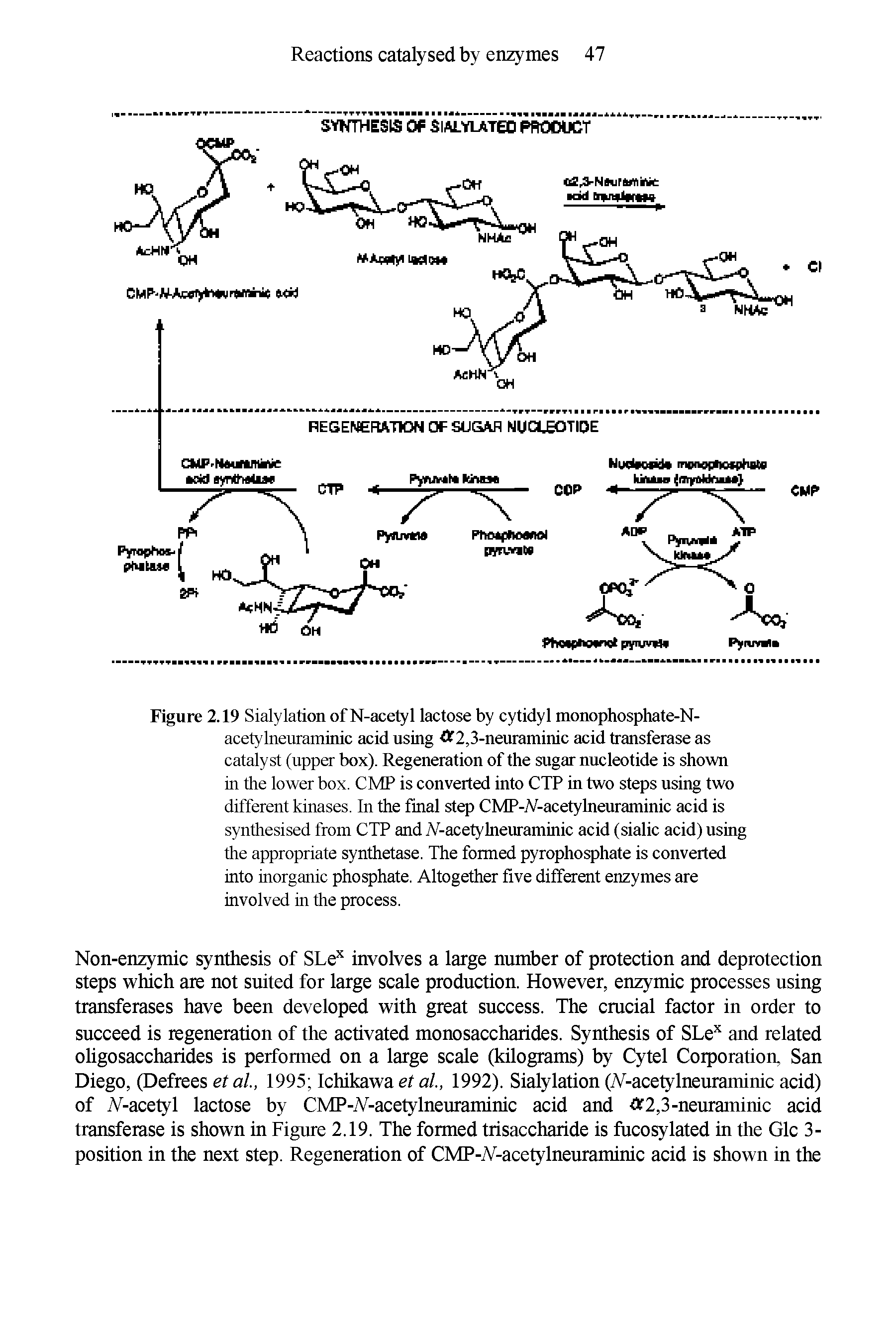 Figure 2.19 Sialylation ofN-acetyl lactose by cytidyl monophosphate-N-acetylneuraminic acid using Of 2,3-neuraminic acid transferase as catalyst (upper box). Regeneration of the sugar nucleotide is shown in the lower box. CMP is converted into CTP in two steps using two different kinases. In the final step CMP-A -acetylneuraminic acid is synthesised from CTP and A -acetylneuraminic acid (sialic acid) using the appropriate synthetase. The formed pyrophosphate is converted into inorganic phosphate. Altogether five different enzymes are involved in the process.