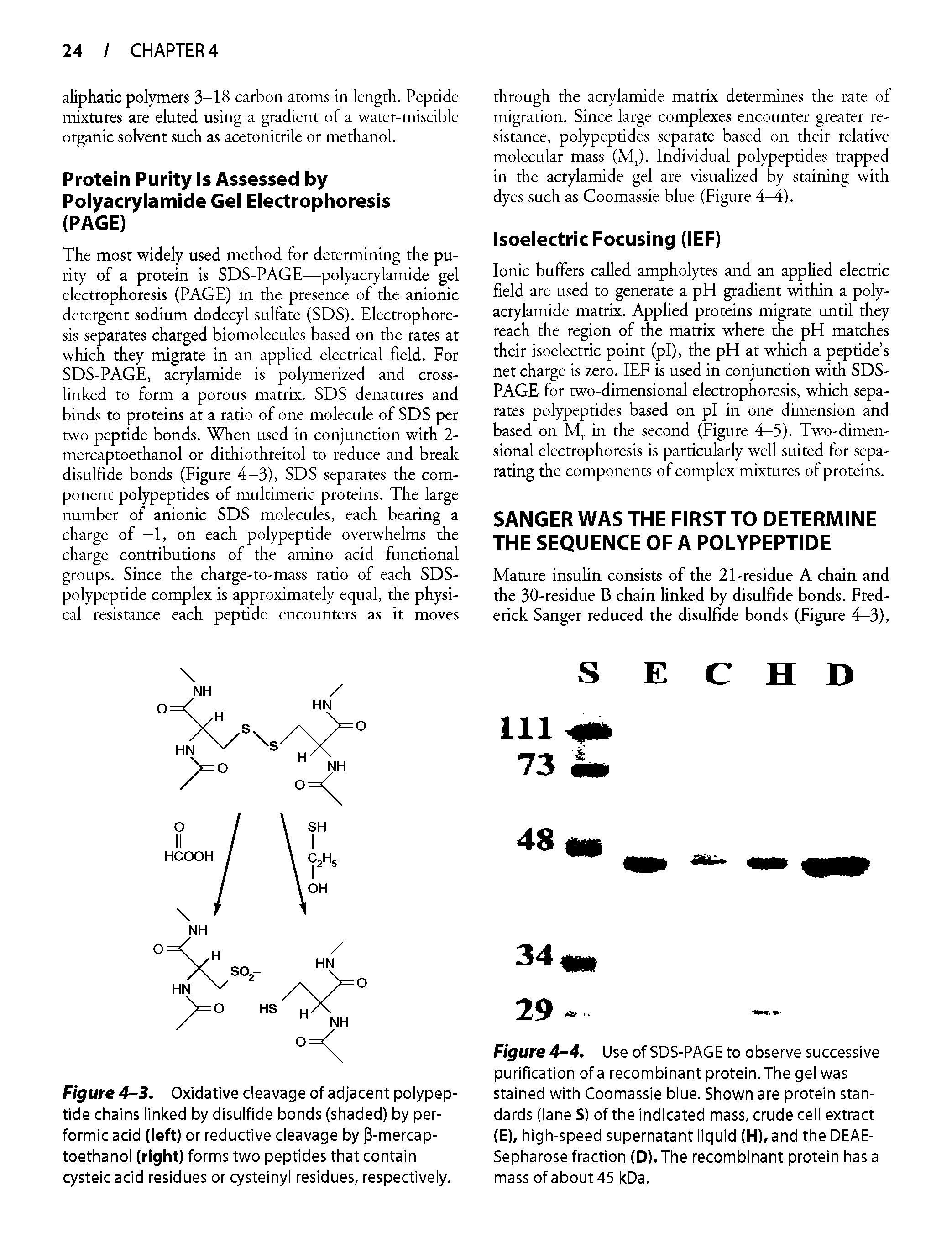 Figure 4-4. Use of SDS-PAGE to observe successive purification of a recombinant protein. The gel was stained with Coomassie blue. Shown are protein standards (lane S) of the indicated mass, crude cell extract (E), high-speed supernatant liquid (H), and the DEAE-Sepharose fraction (D). The recombinant protein has a mass of about 45 kDa.