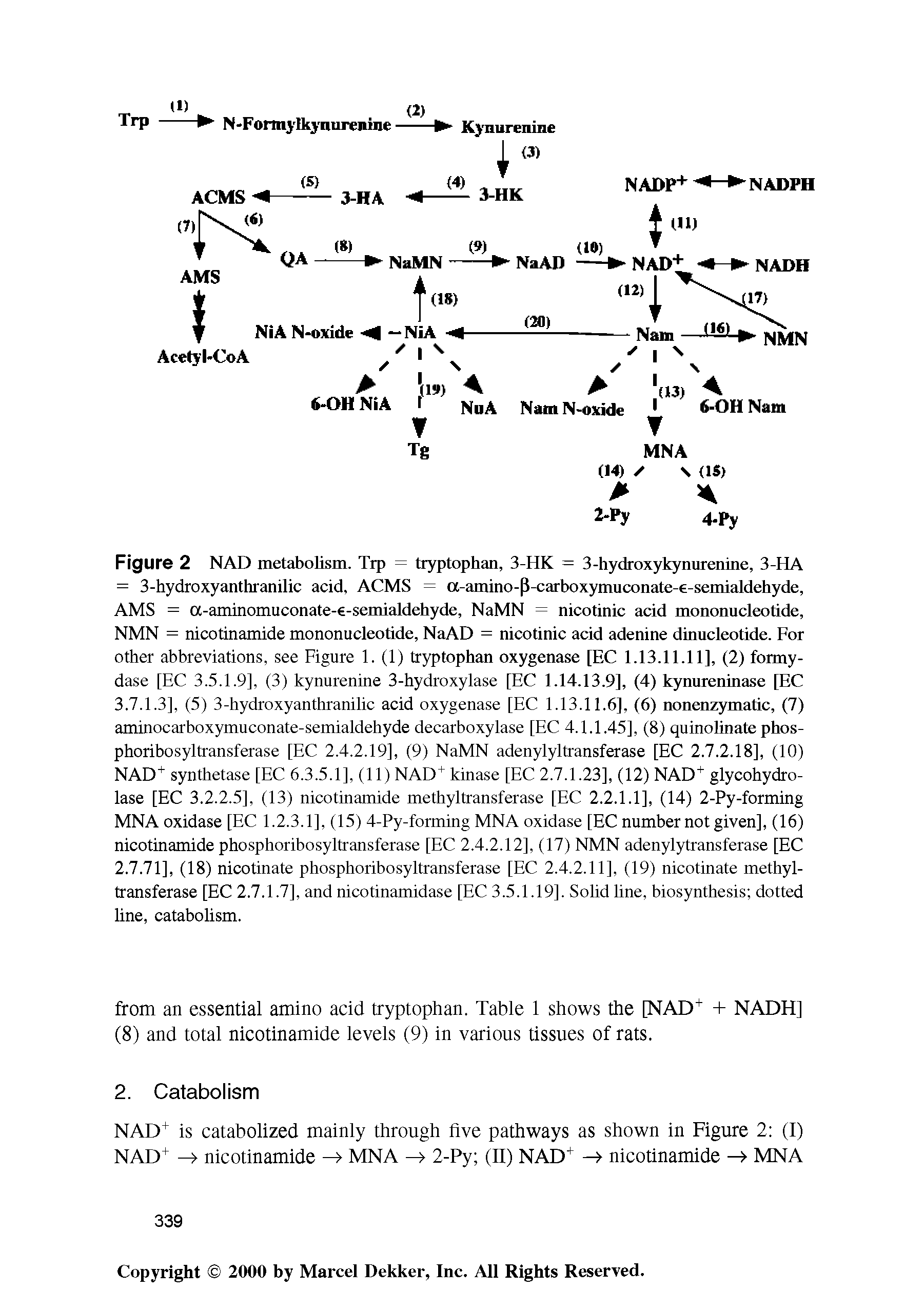 Figure 2 NAD metabolism. Tip = tryptophan, 3-HK = 3-hydroxykynurenine, 3-HA = 3-hydroxyanthranilic acid, ACMS = a-amino-P-carboxymuconate- -semialdehyde, AMS = a-aminomuconate- -semialdehyde, NaMN = nicotinic acid mononucleotide, NMN = nicotinamide mononucleotide, NaAD = nicotinic acid adenine dinucleotide. For other abbreviations, see Figure 1. (1) tryptophan oxygenase [EC 1.13.11.11], (2) formy-dase [EC 3.5.1.9], (3) kynurenine 3-hydroxylase [EC 1.14.13.9], (4) kynureninase [EC 3.7.1.3], (5) 3-hydroxyanthranilic acid oxygenase [EC 1.13.11.6], (6) nonenzymatic, (7) aminocarboxymuconate-semialdehyde decarboxylase [EC 4.1.1.45], (8) quinolinate phos-phoribosyltransferase [EC 2.4.2.19], (9) NaMN adenylyltransferase [EC 2.7.2.18], (10) NAD synthetase [EC 6.3.5.1], (11) NAD kinase [EC 2.7.1.23], (12) NAD" glycohydro-lase [EC 3.2.2.5], (13) nicotinamide methyltransferase [EC 2.2.1.1], (14) 2-Py-forming MNA oxidase [EC 1.2.3.1], (15) 4-Py-forming MNA oxidase [EC number not given], (16) nicotinamide phosphoribosyltransferase [EC 2.4.2.12], (17) NMN adenylytransferase [EC 2.7.71], (18) nicotinate phosphoribosyltransferase [EC 2.4.2.11], (19) nicotinate methyltransferase [EC 2.7.1.7], and nicotinamidase [EC 3.5.1.19]. Solid line, biosynthesis dotted line, catabolism.