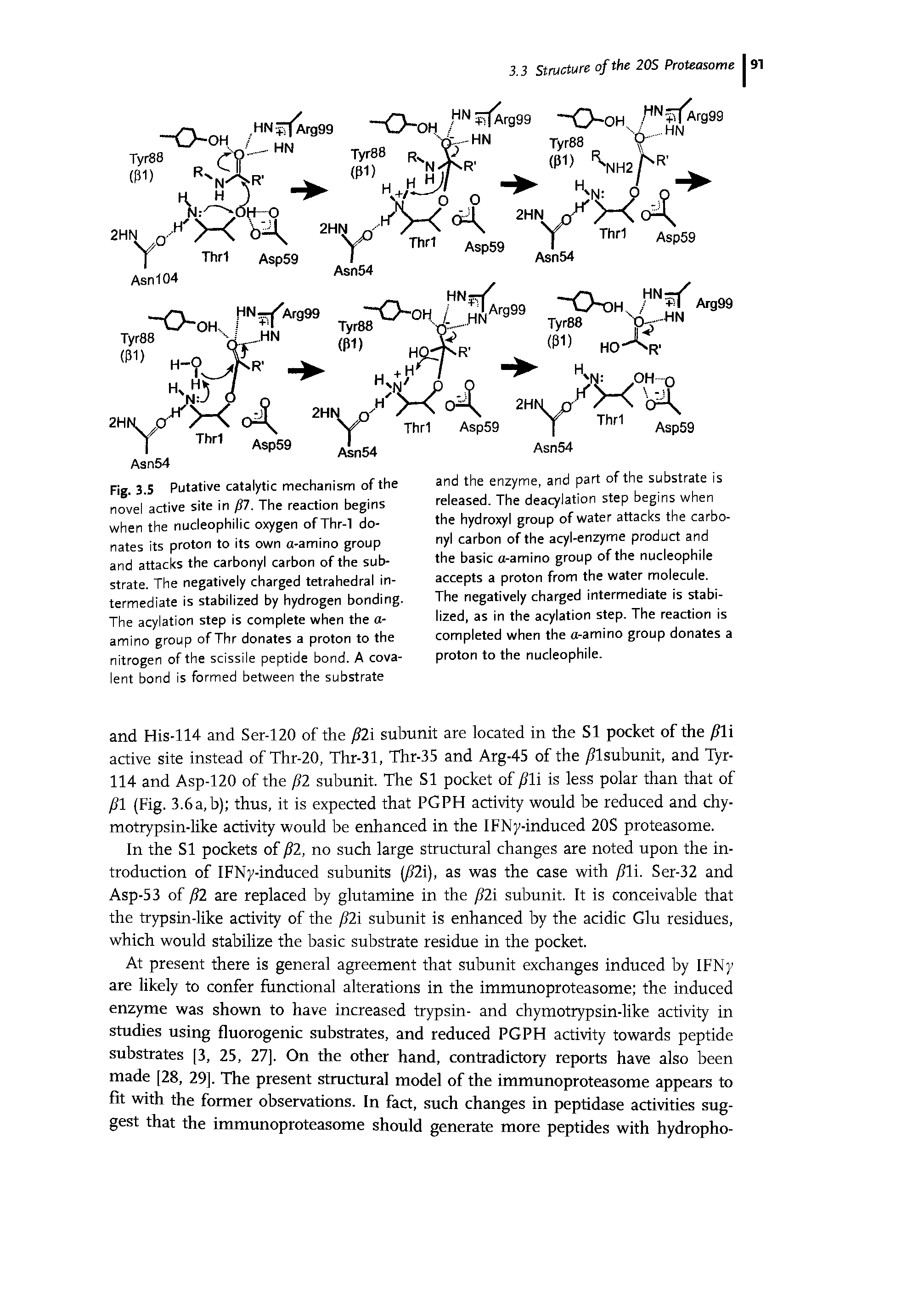 Fig. 3.S Putative catalytic mechanism of the novel active site in fl7. The reaction begins when the nucleophilic oxygen of Thr-1 donates its proton to its own a-amino group and attacks the carbonyl carbon of the substrate. The negatively charged tetrahedral intermediate is stabilized by hydrogen bonding. The acylation step is complete when the a-amino group of Thr donates a proton to the nitrogen of the scissile peptide bond. A covalent bond is formed between the substrate...
