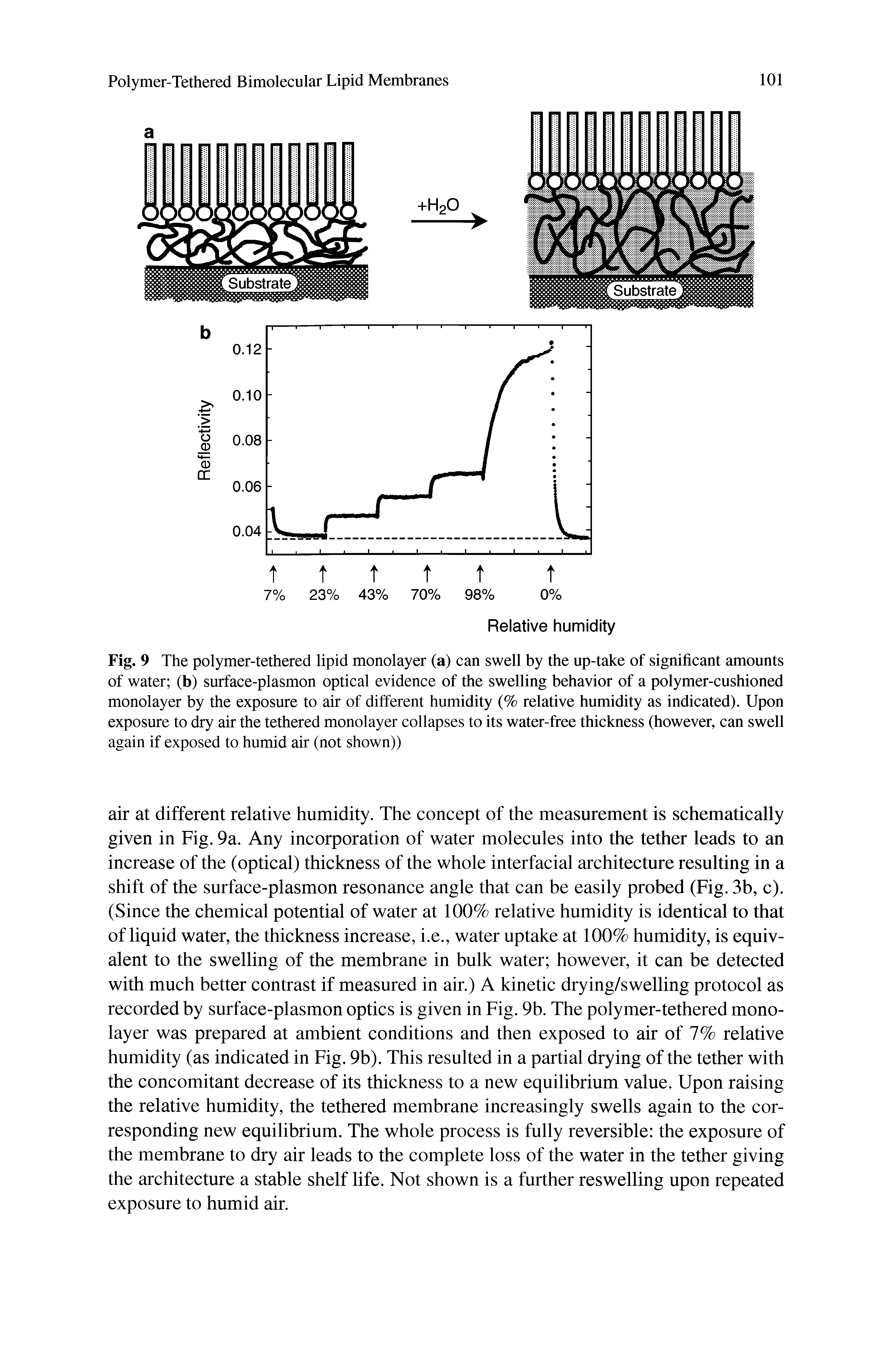 Fig. 9 The polymer-tethered lipid monolayer (a) can swell by the up-take of significant amounts of water (b) surface-plasmon optical evidence of the swelling behavior of a polymer-cushioned monolayer by the exposure to air of different humidity (% relative humidity as indicated). Upon exposure to dry air the tethered monolayer collapses to its water-free thickness (however, can swell again if exposed to humid air (not shown))...